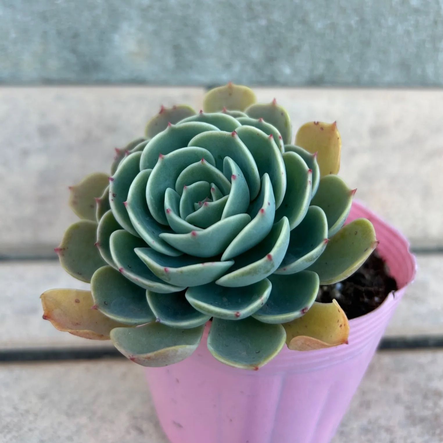 多肉植物 七福神③ 子株付き 抜き苗 - メルカリ