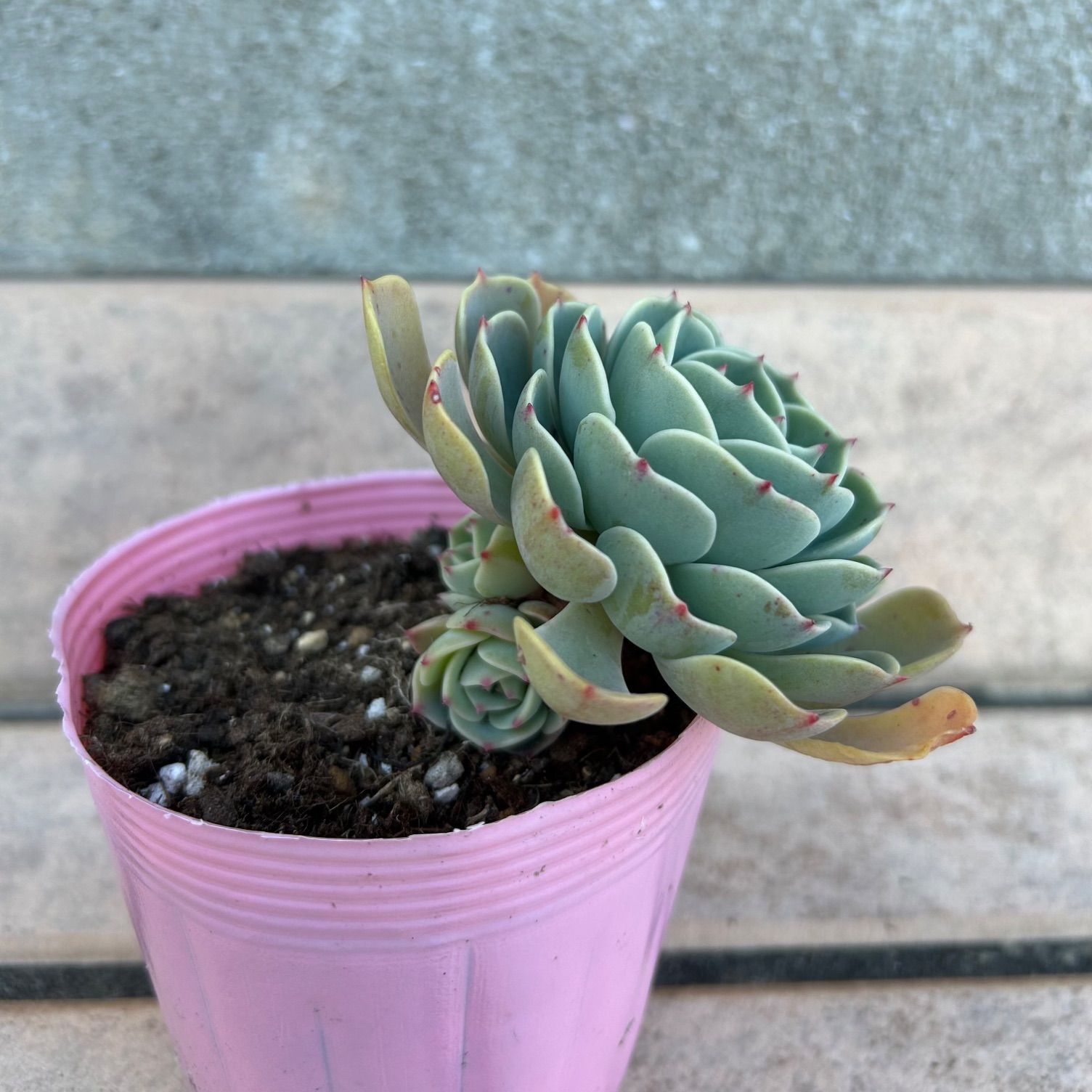 多肉植物 七福神③ 子株付き 抜き苗 - メルカリ