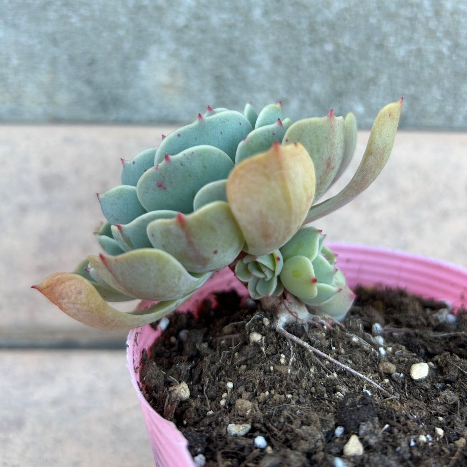 多肉植物 七福神③ 子株付き 抜き苗 - メルカリ