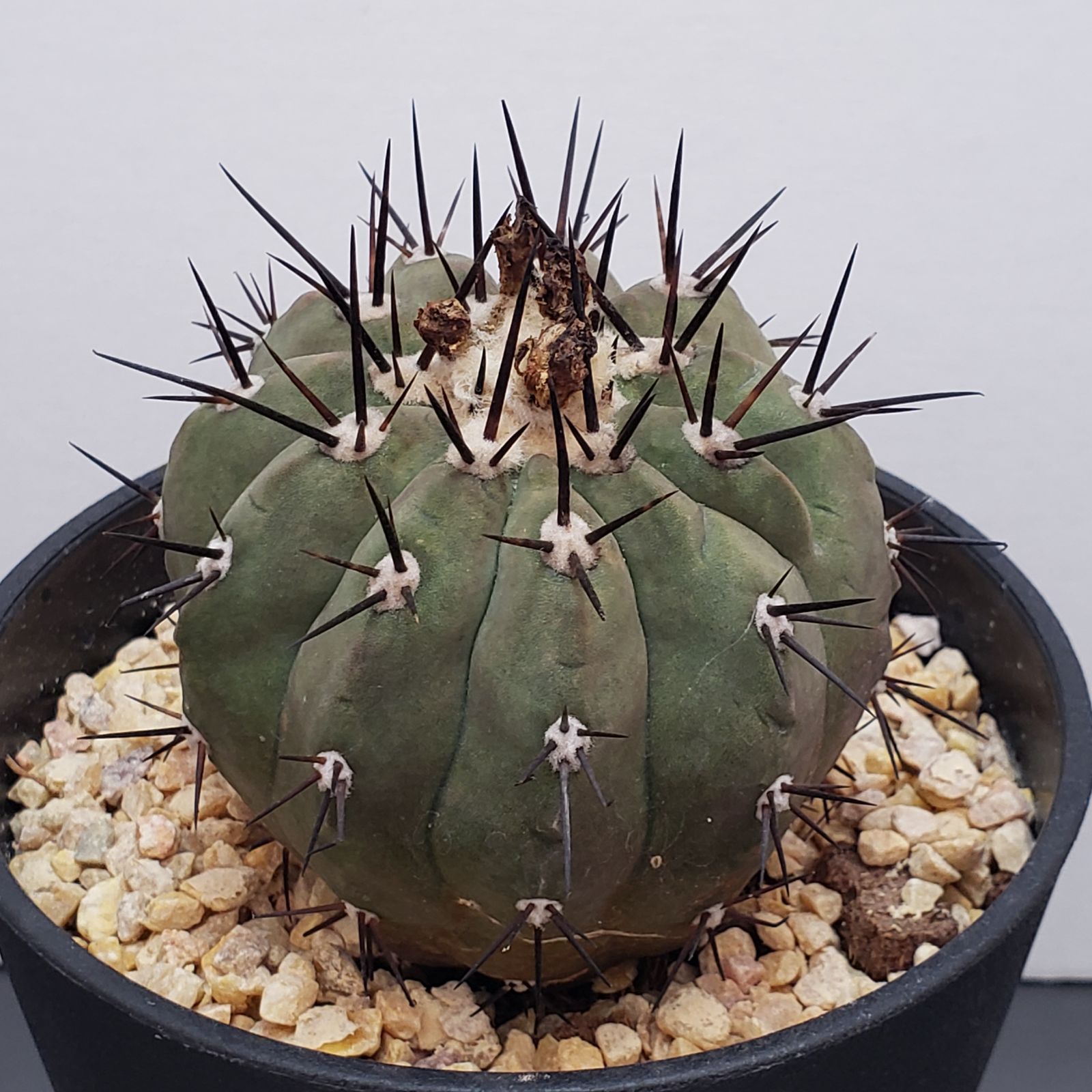 N201【シン入荷！】コピアポア シネレア 黒王丸（接ぎおろし・鉢植え