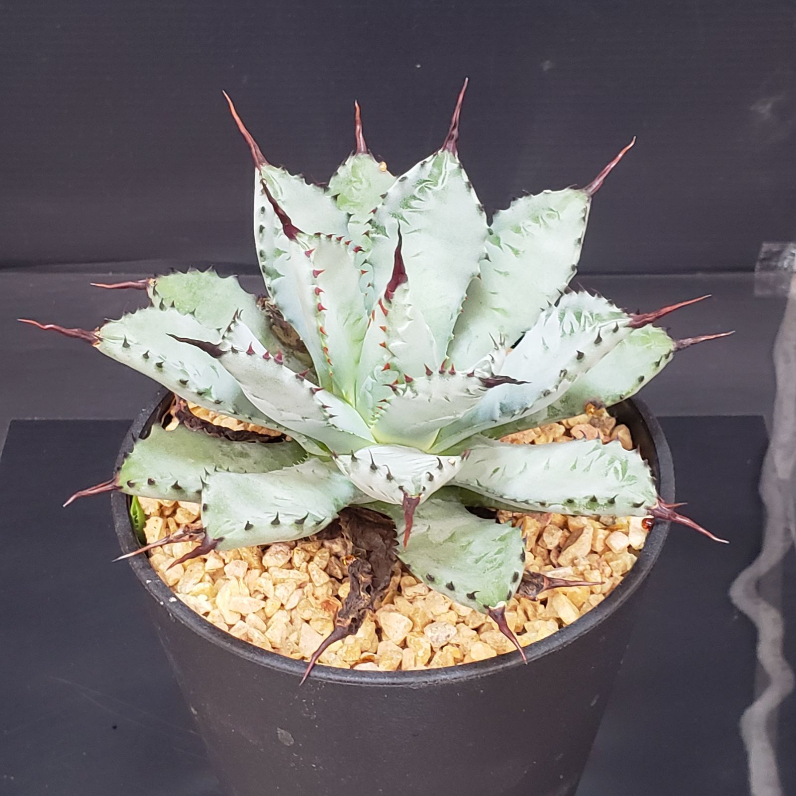 N205【シン入荷！】アガベ マクロアカンサ×ポタトラム（鉢植え）【多肉