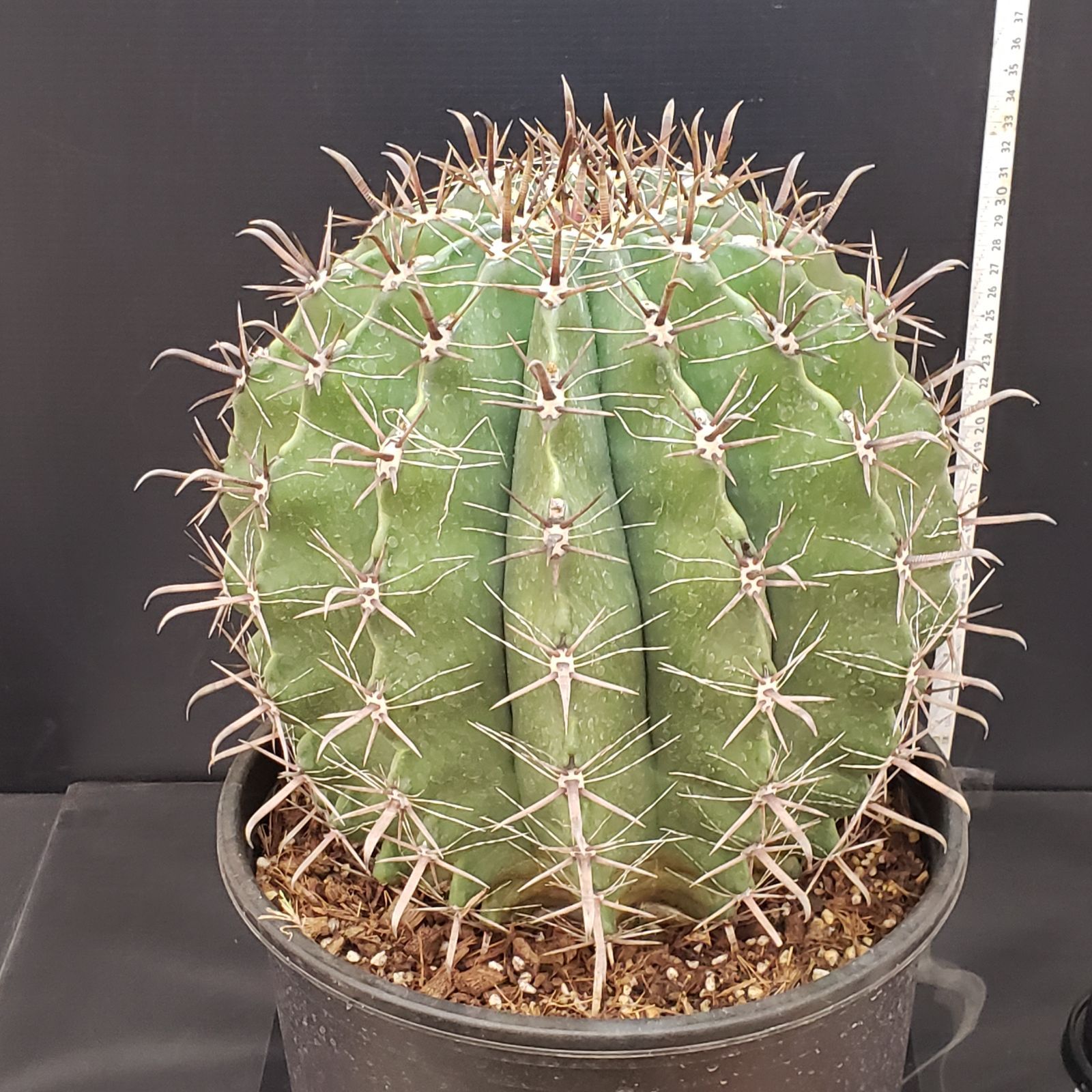 N217【シン入荷！】フェロカクタス 半島玉 9寸（鉢植え）【多肉植物P