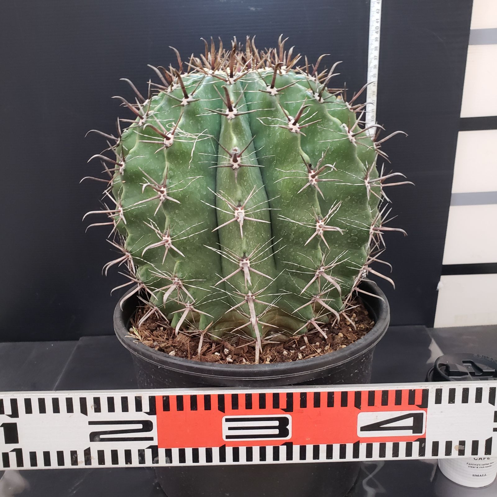 N217【シン入荷！】フェロカクタス 半島玉 9寸（鉢植え）【多肉植物P