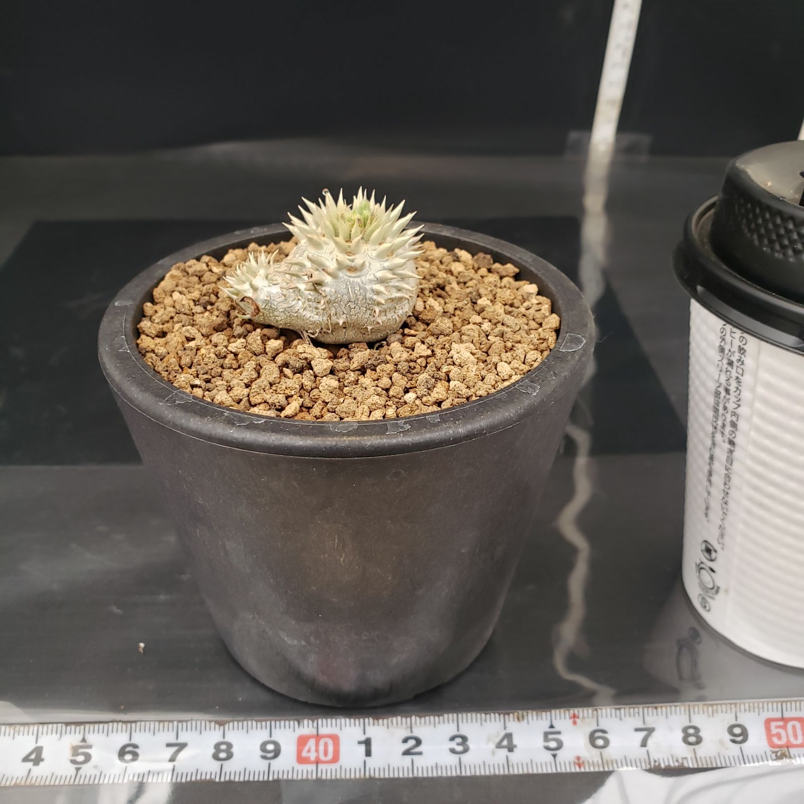 N222【自社養生株】パキポディウム 恵比寿笑い（実生・発根株・鉢植え