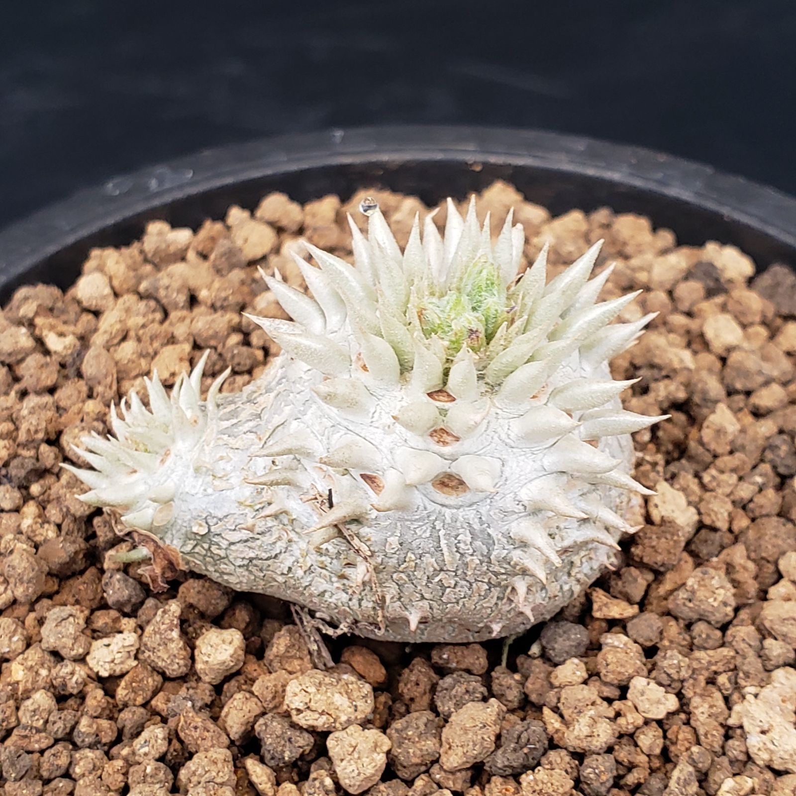 N222【自社養生株】パキポディウム 恵比寿笑い（実生・発根株・鉢植え