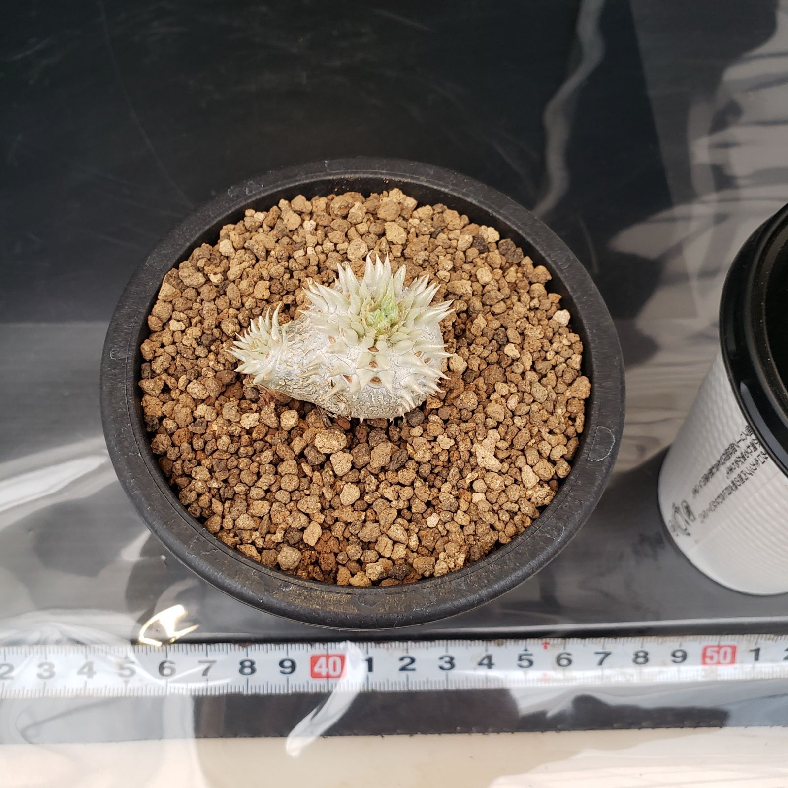 N222【自社養生株】パキポディウム 恵比寿笑い（実生・発根株・鉢植え