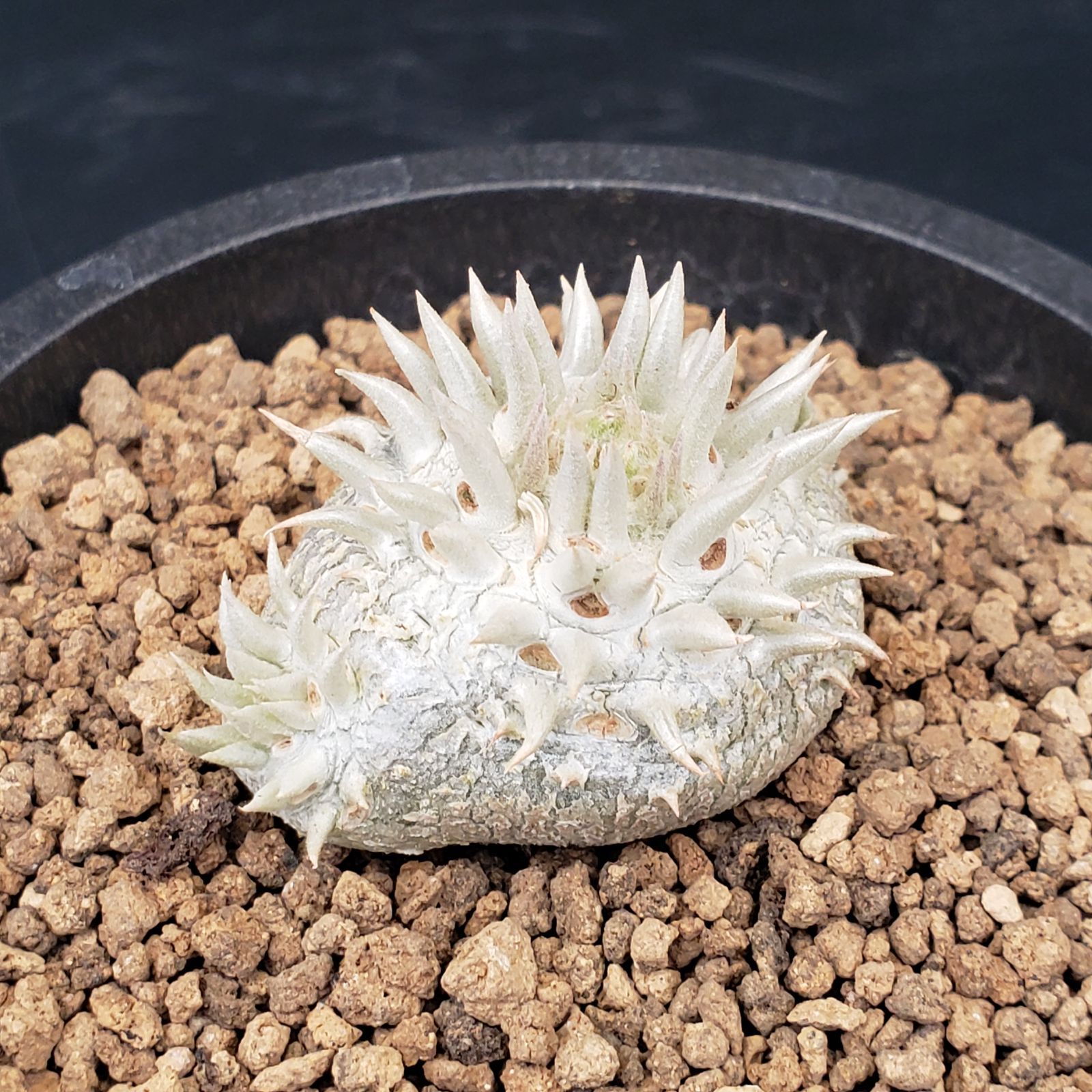 N223【自社養生株】パキポディウム 恵比寿笑い（実生・発根株・鉢植え