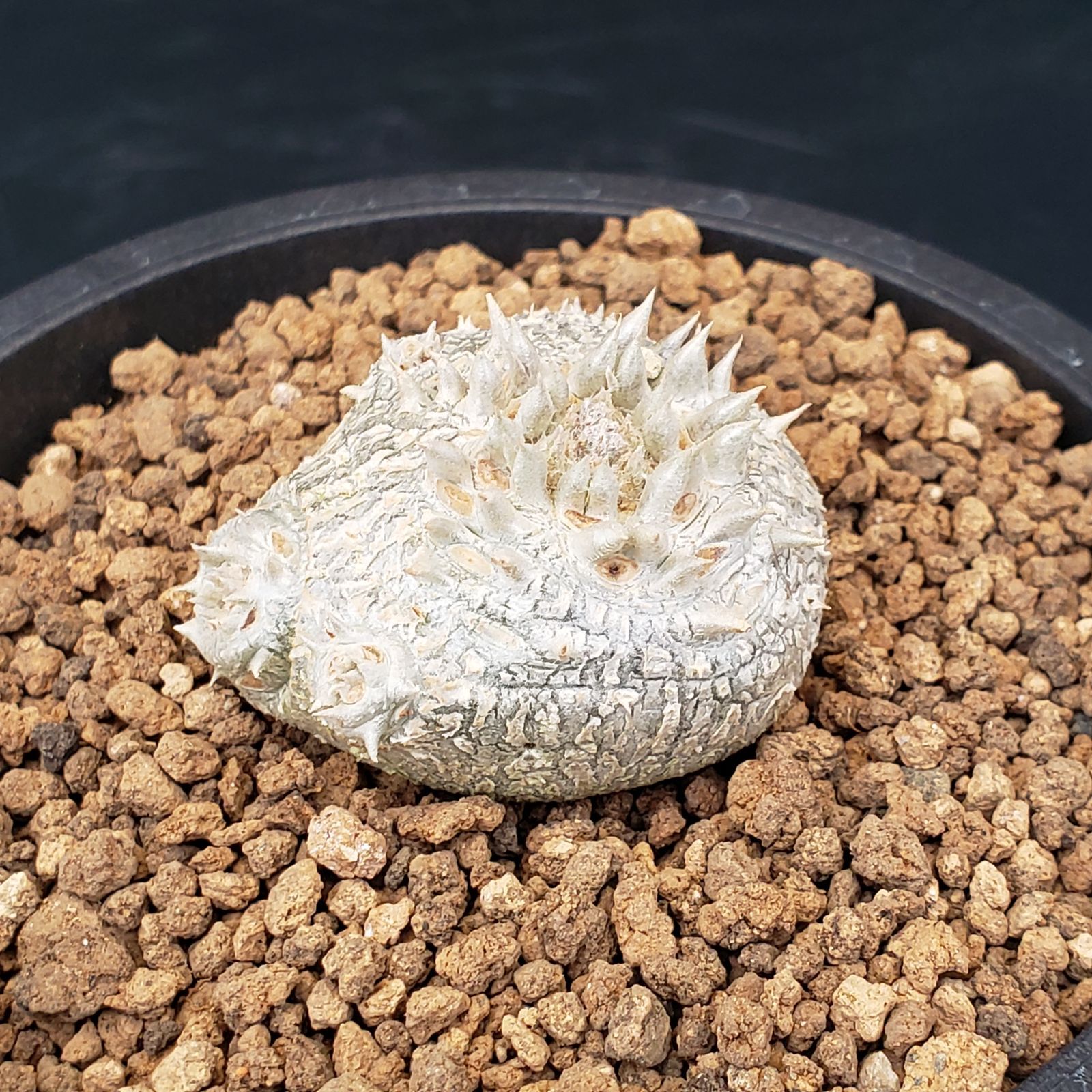 N224【自社養生株】パキポディウム 恵比寿笑い（実生・発根株・鉢植え