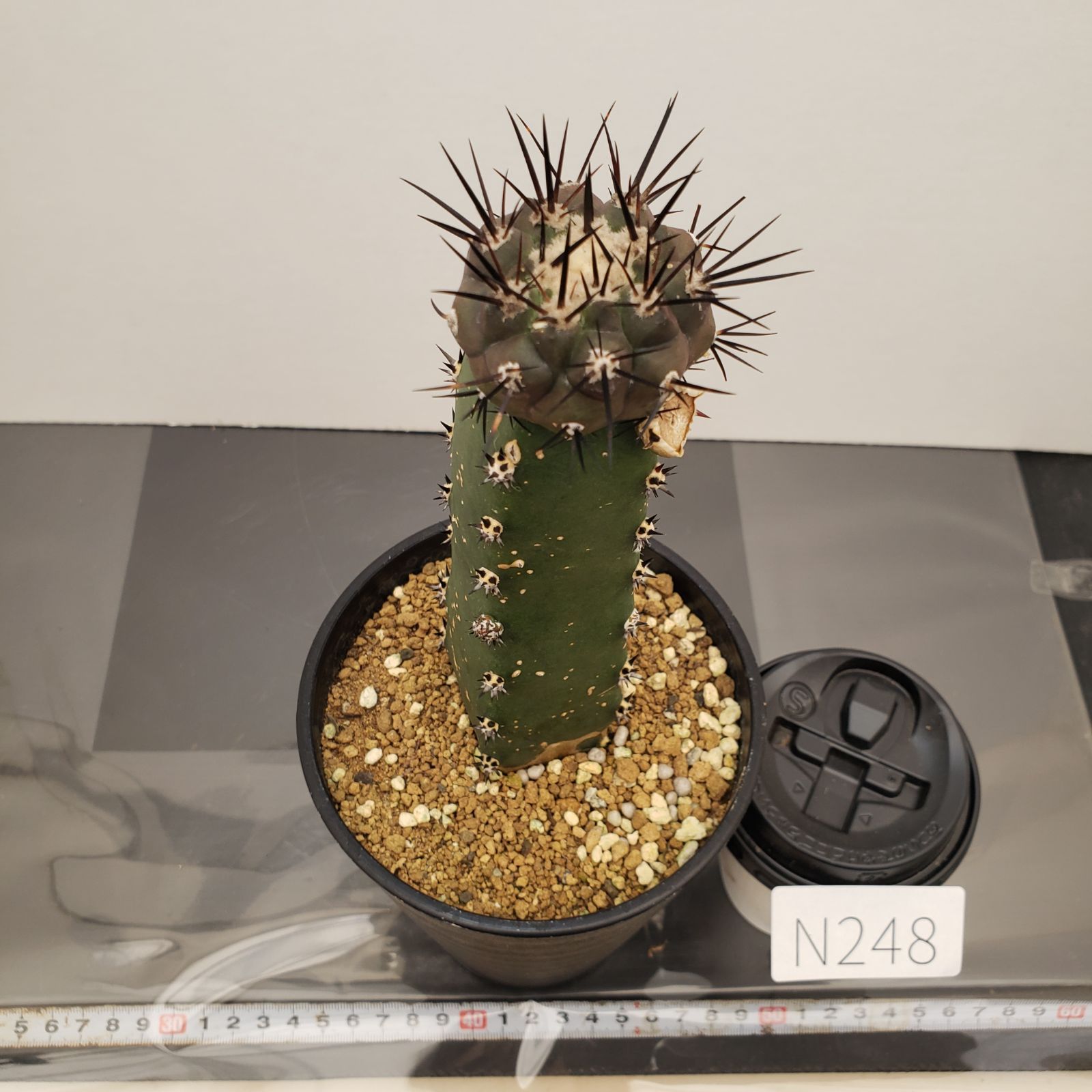 N248【自社養生株】コピアポア シネレア 黒王丸（接ぎ木・発根株