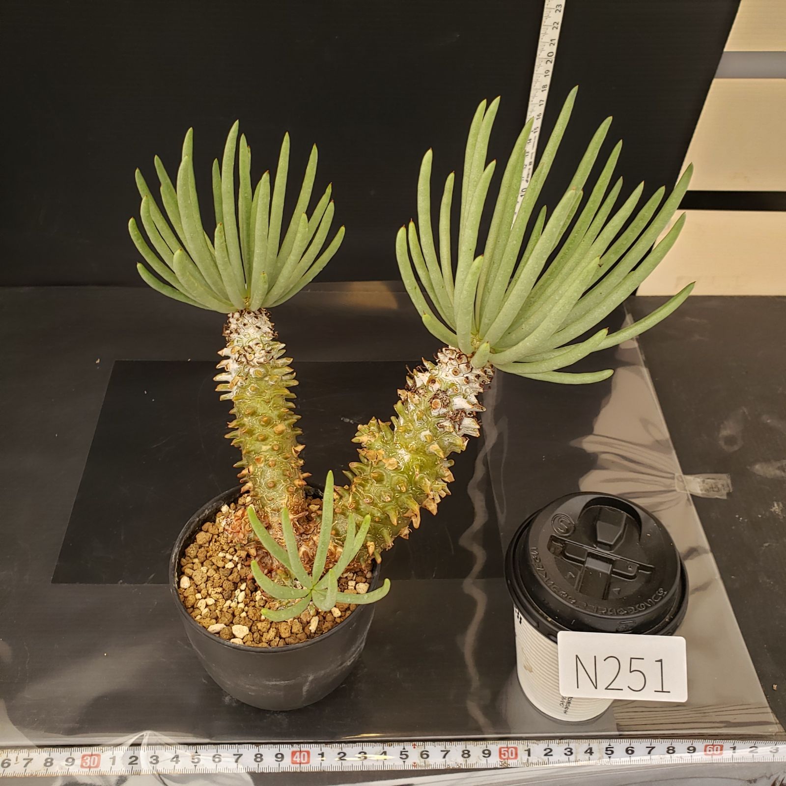 N251【自社養生株】チレコドン ワリチー（S）（現地球・発根株・鉢植え