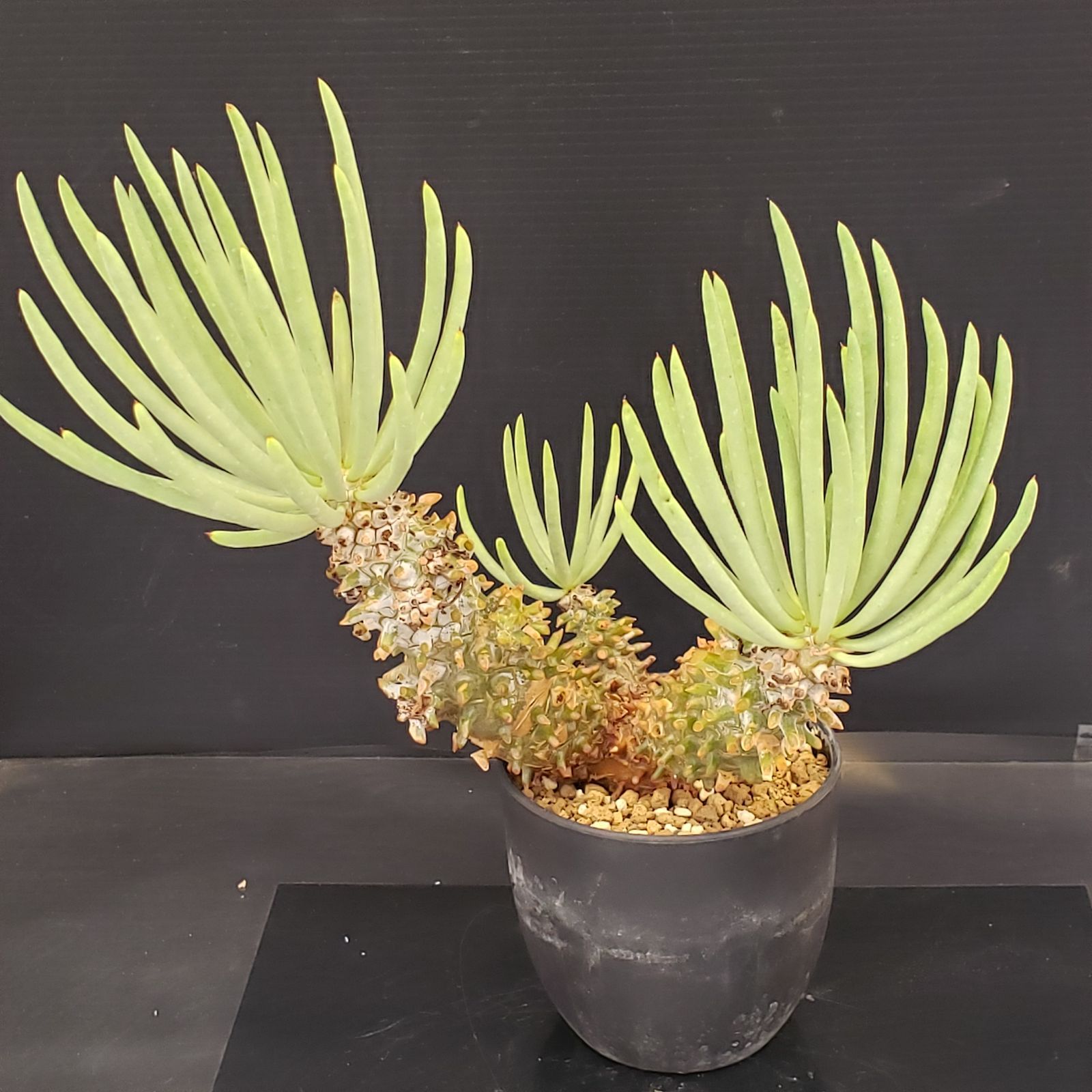 N251【自社養生株】チレコドン ワリチー（S）（現地球・発根株・鉢植え