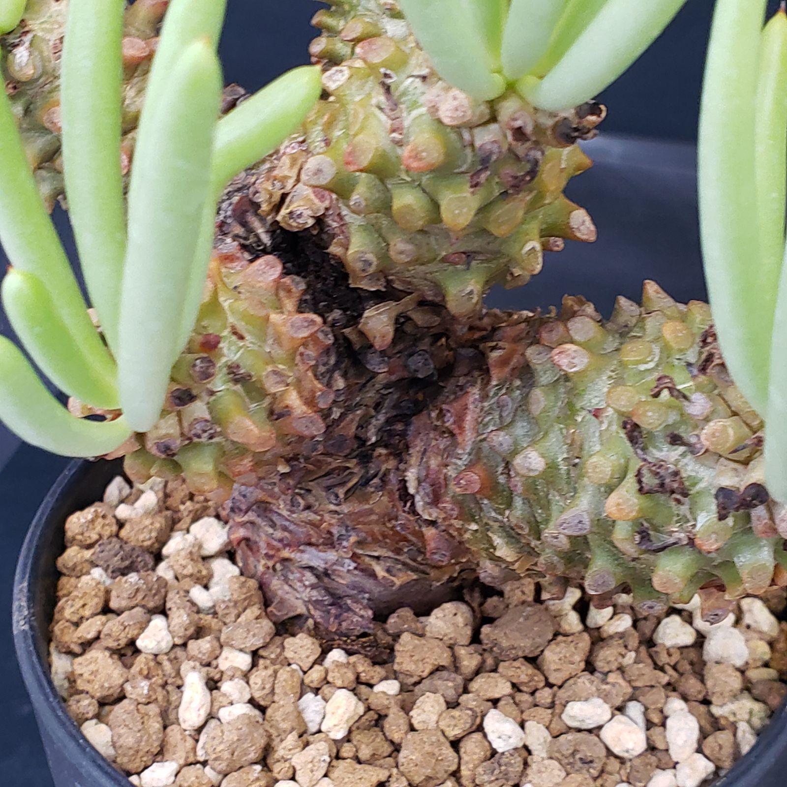 N252【自社養生株】チレコドン ワリチー（S）（現地球・発根株・鉢植え