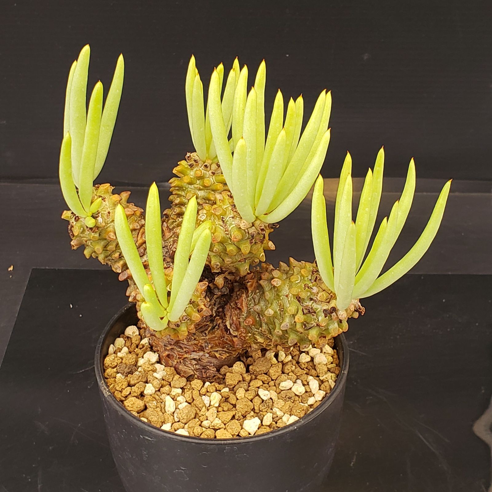 N252【自社養生株】チレコドン ワリチー（S）（現地球・発根株・鉢植え