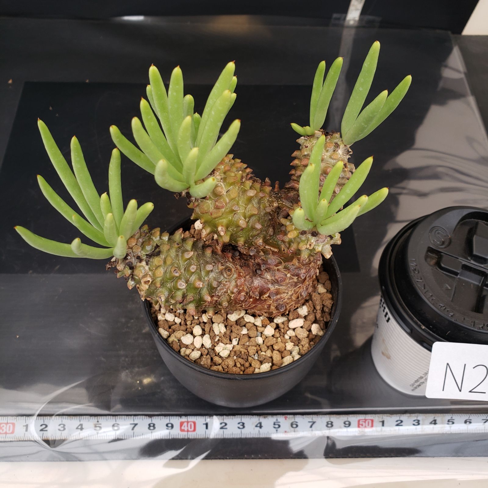 N252【自社養生株】チレコドン ワリチー（S）（現地球・発根株・鉢植え