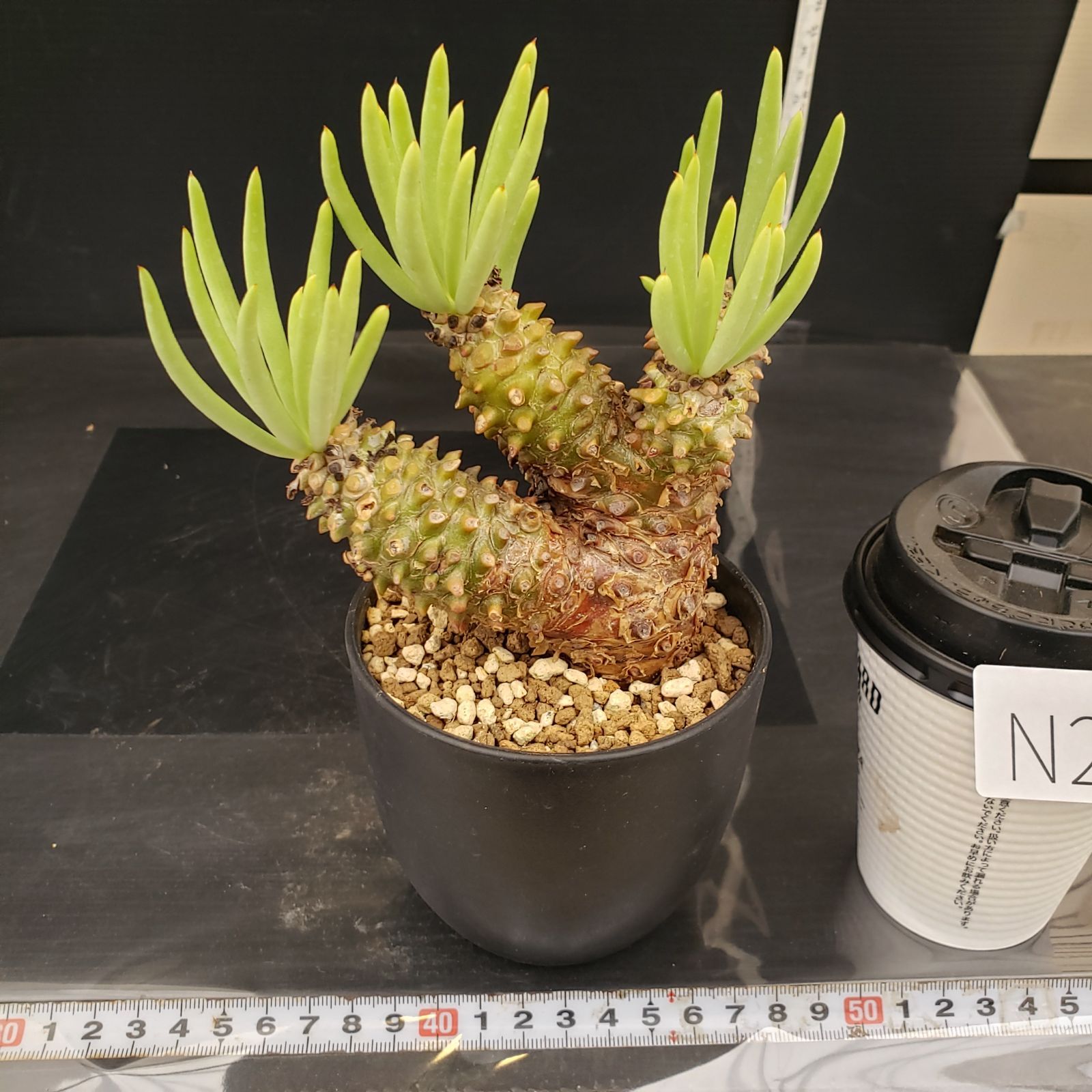 N252【自社養生株】チレコドン ワリチー（S）（現地球・発根株・鉢植え