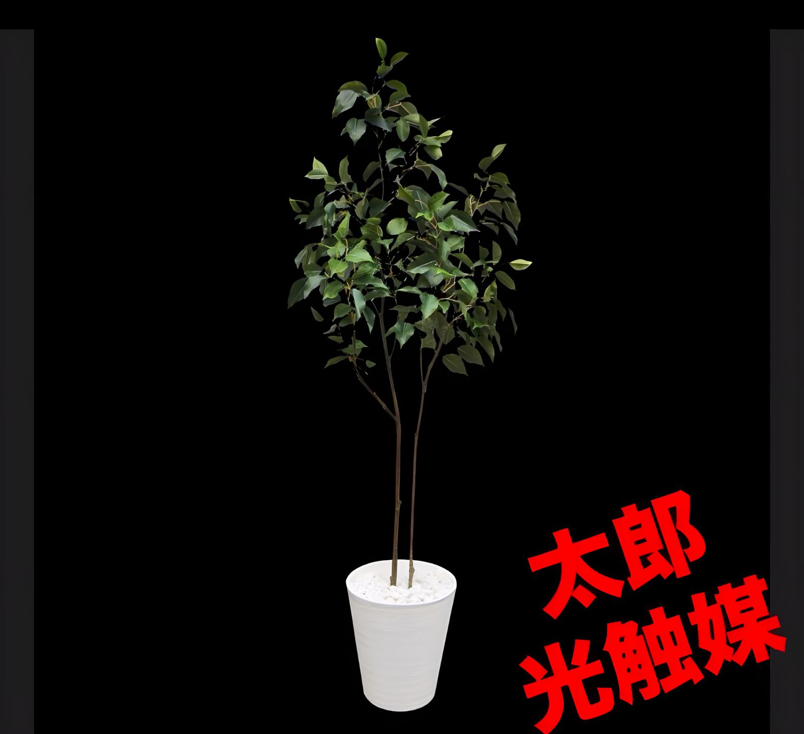 光触媒　人工観葉植物　ウォールグリーン　フェイクグリーン　ベンジャミン230 光触媒 人工観葉植物 ウォールグリーン フェイクグリーン ベンジャミン