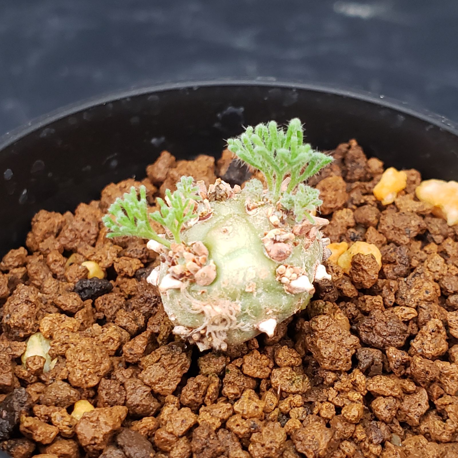 N254【自社養生株】モンソニア ぺニクリナム（発根開始株・鉢植え