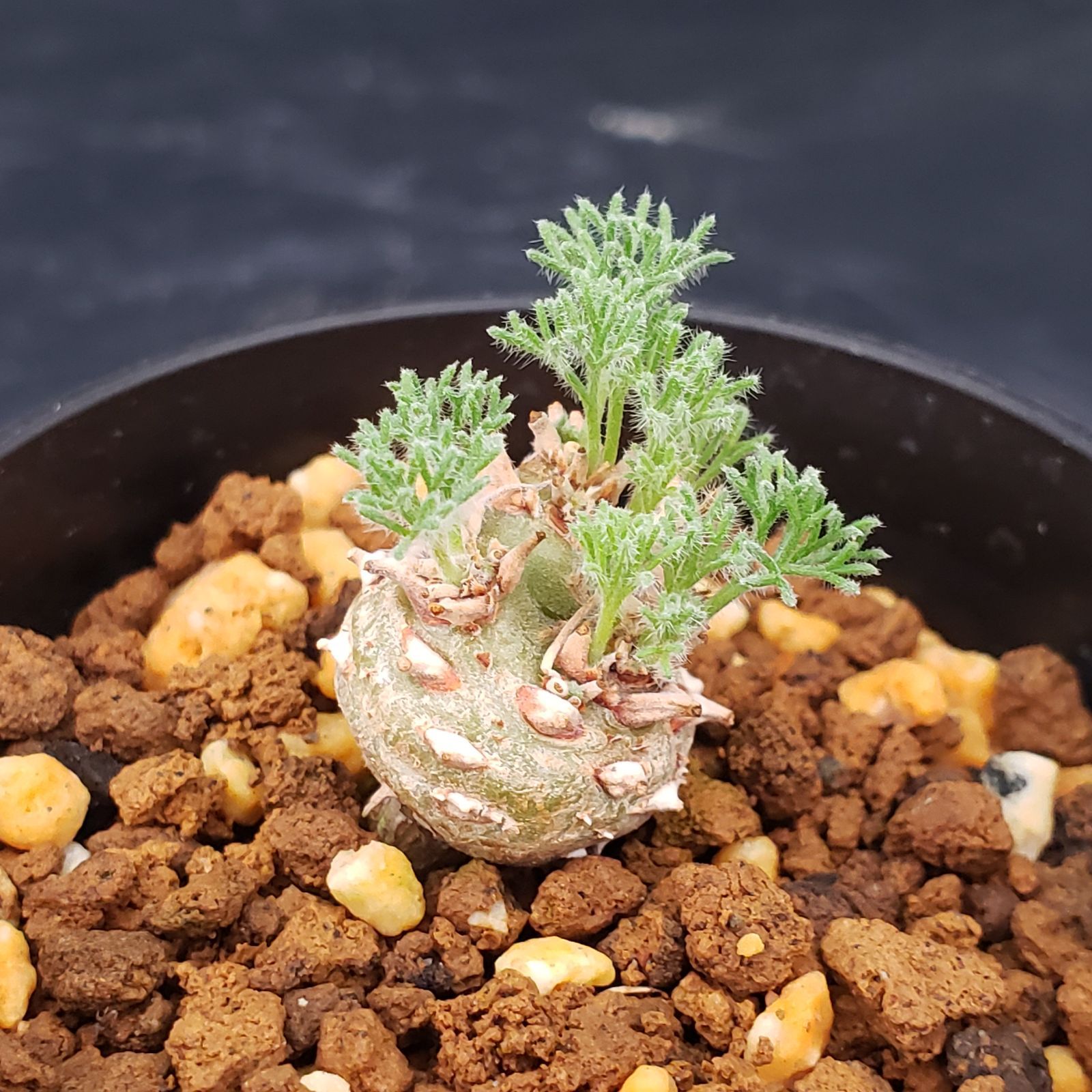 N257【自社養生株】モンソニア ぺニクリナム（発根開始株・鉢植え