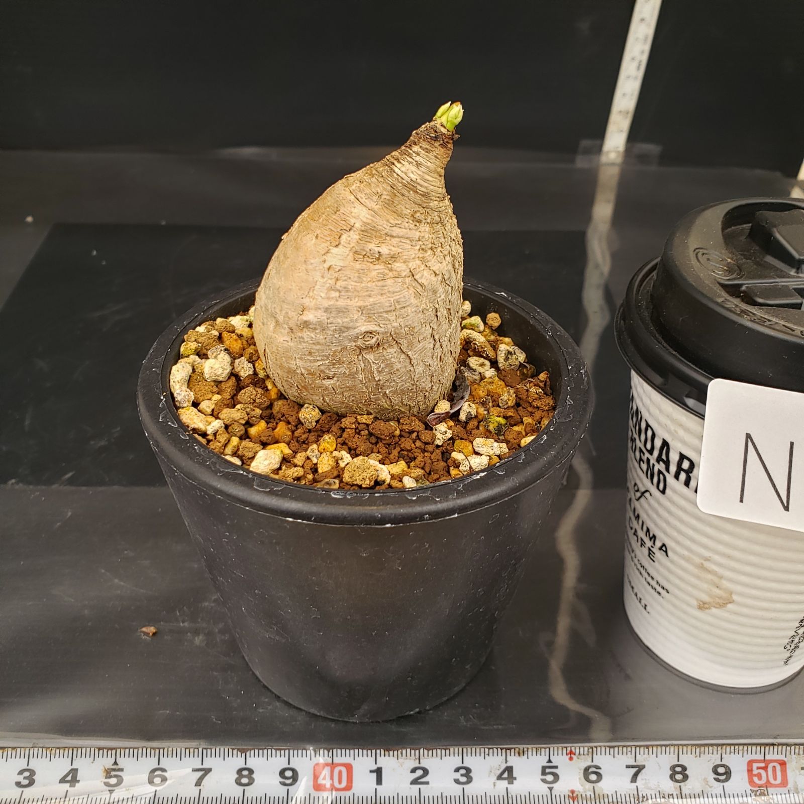 N261【自社養生株】ユーフォルビア プリムリフォリア（現地球・発根株