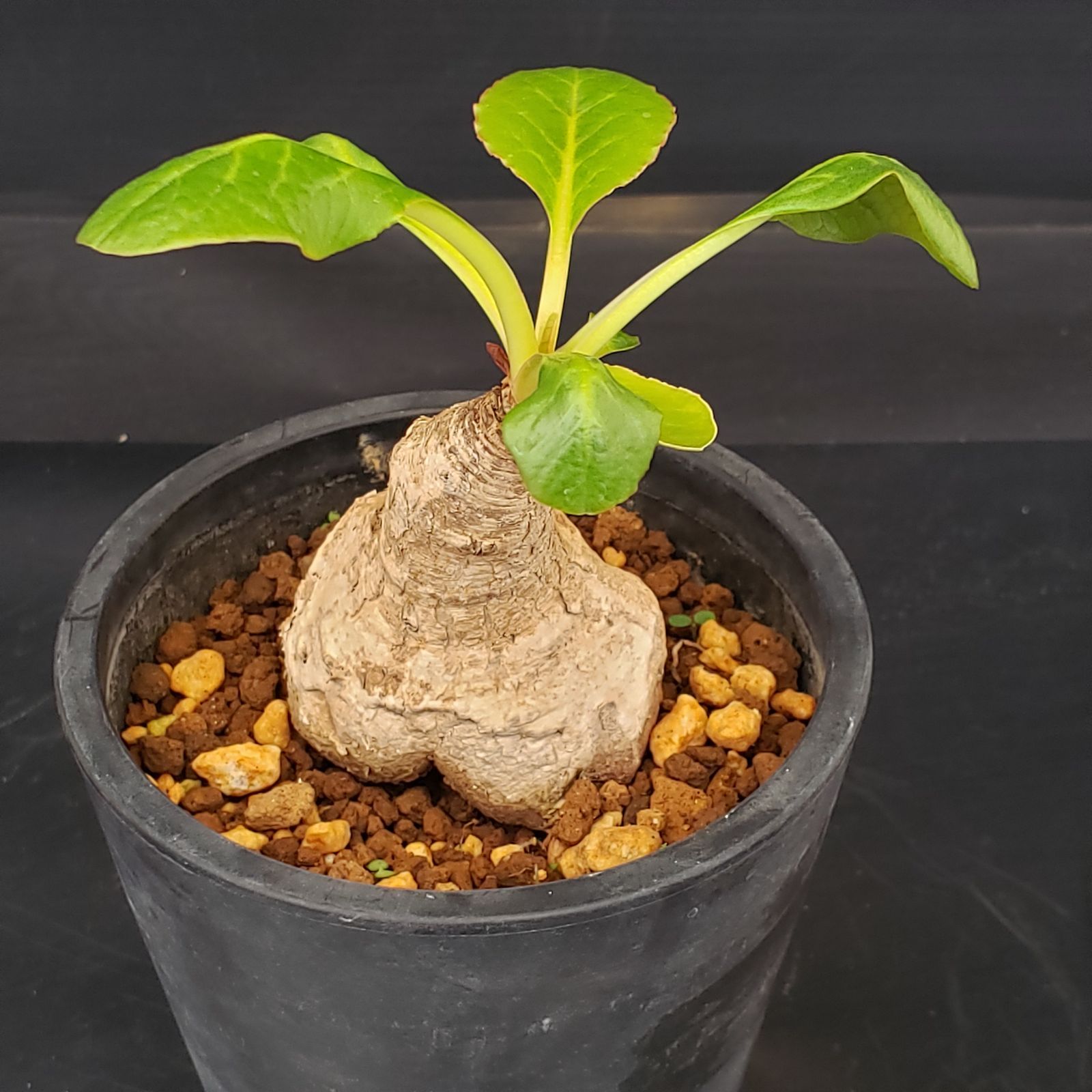 N263【自社養生株】ユーフォルビア プリムリフォリア（現地球・発根株