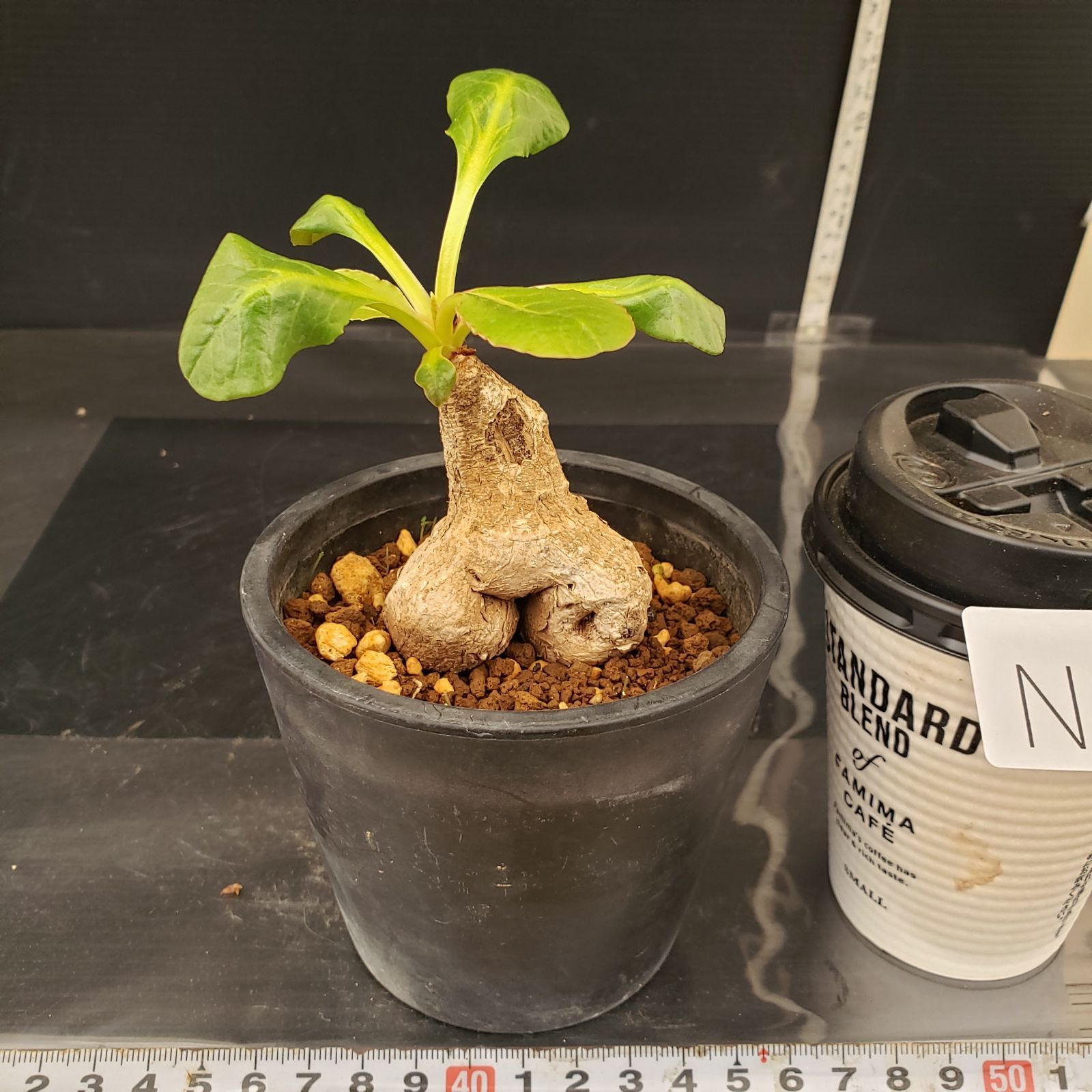 N263【自社養生株】ユーフォルビア プリムリフォリア（現地球・発根株