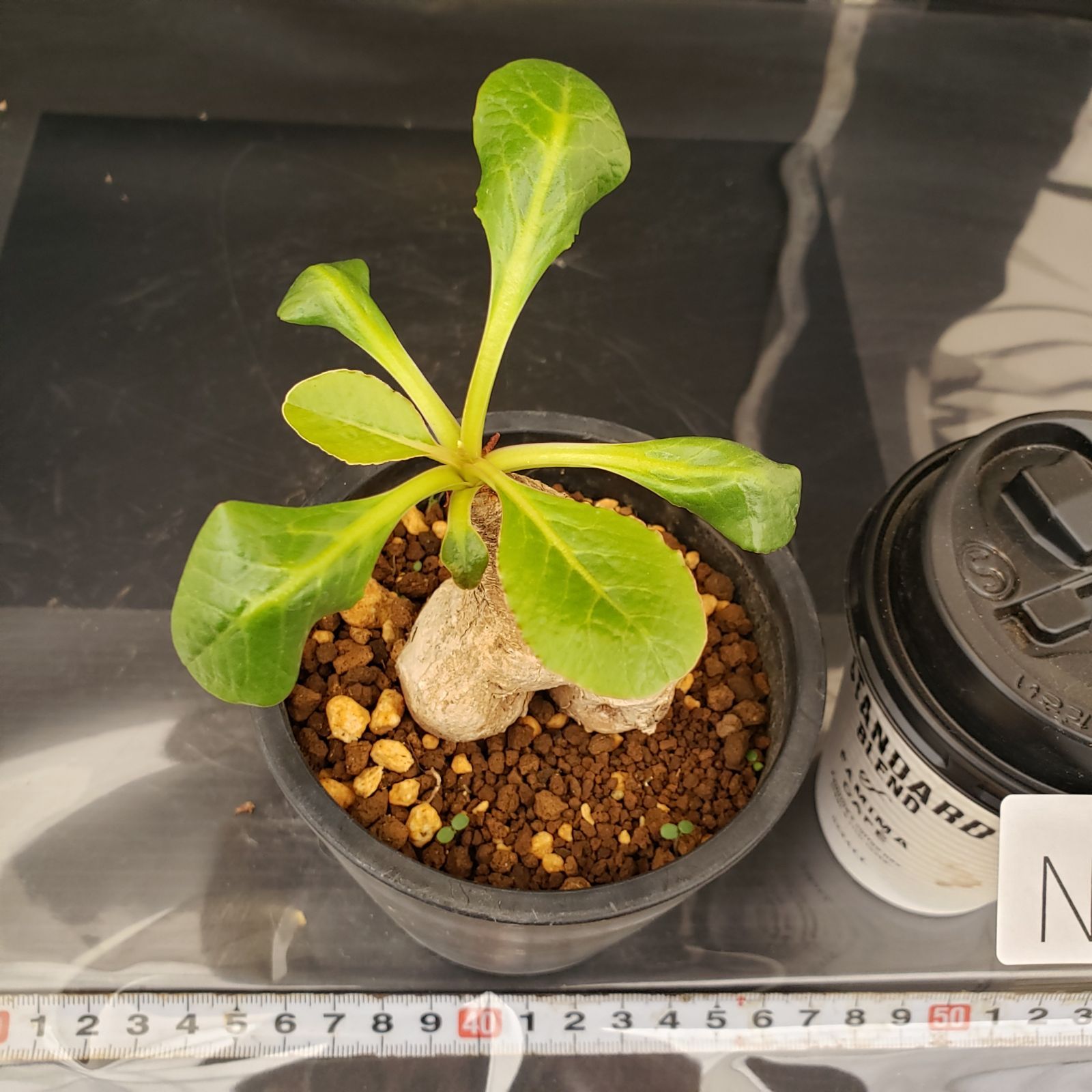 N263【自社養生株】ユーフォルビア プリムリフォリア（現地球・発根株