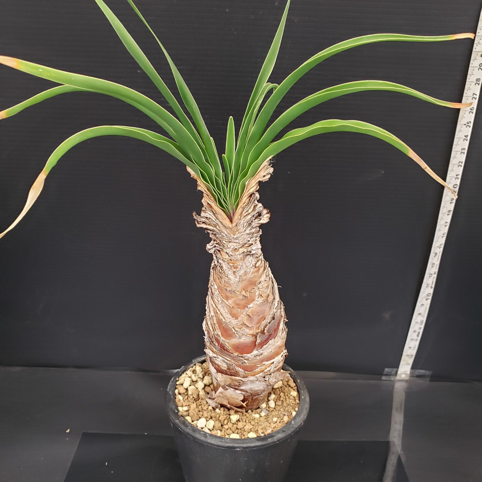 N265【自社養生株】ブーファン ディスティチャ（現地球・発根株