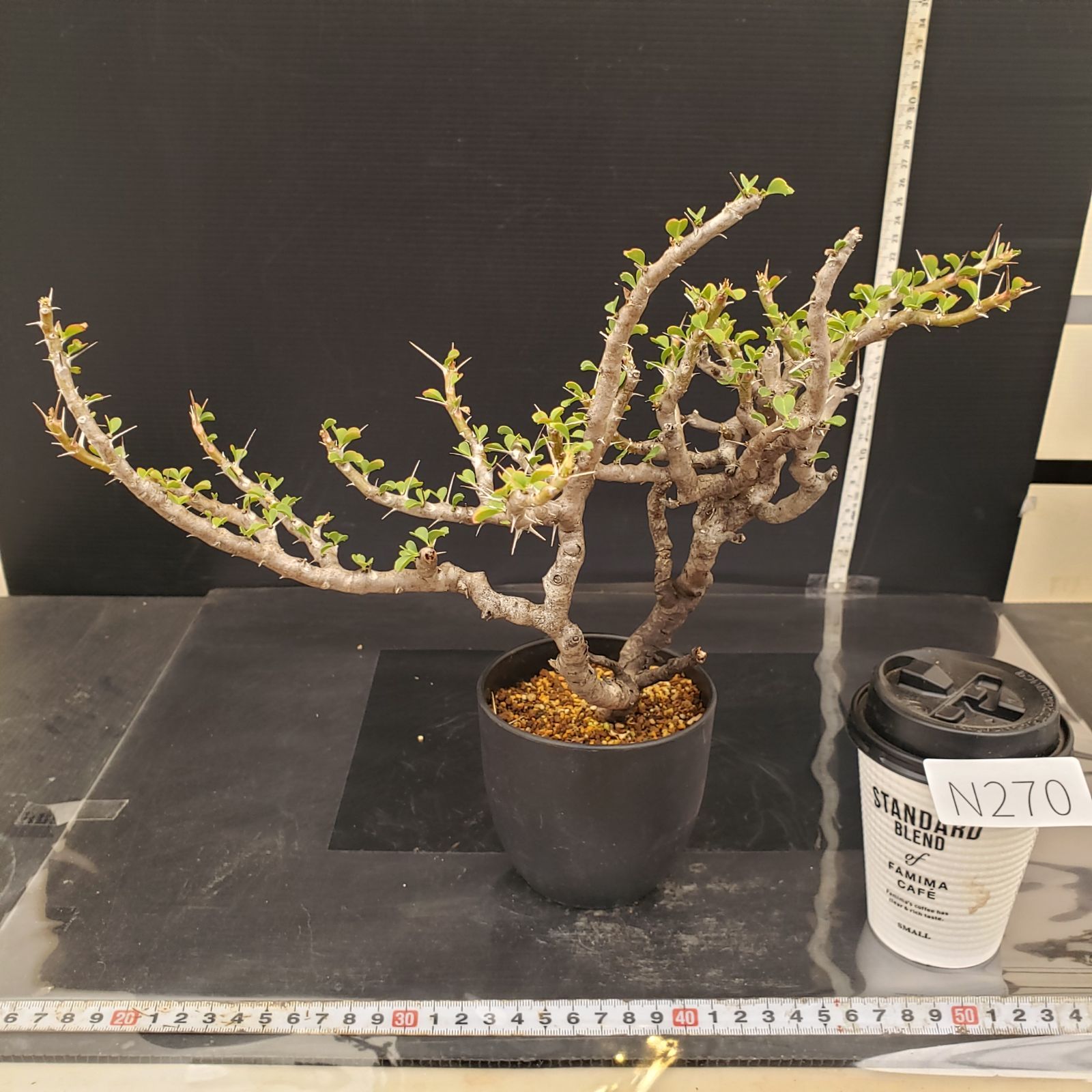 塊根植物 サルコカウロン バンデリエティアエ 竜骨扇 現地球 【公式通販】
