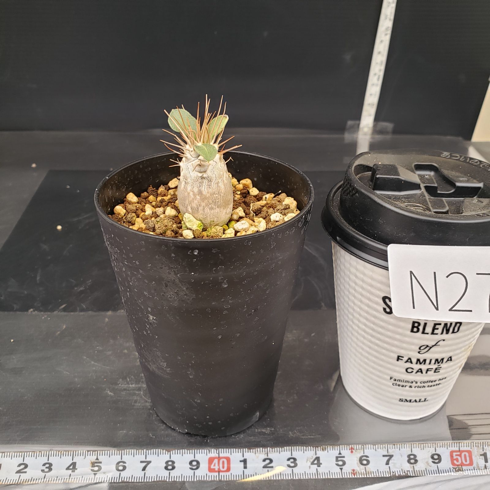 N272【自社養生株】パキポディウム ナマクアナム（実生・発根株