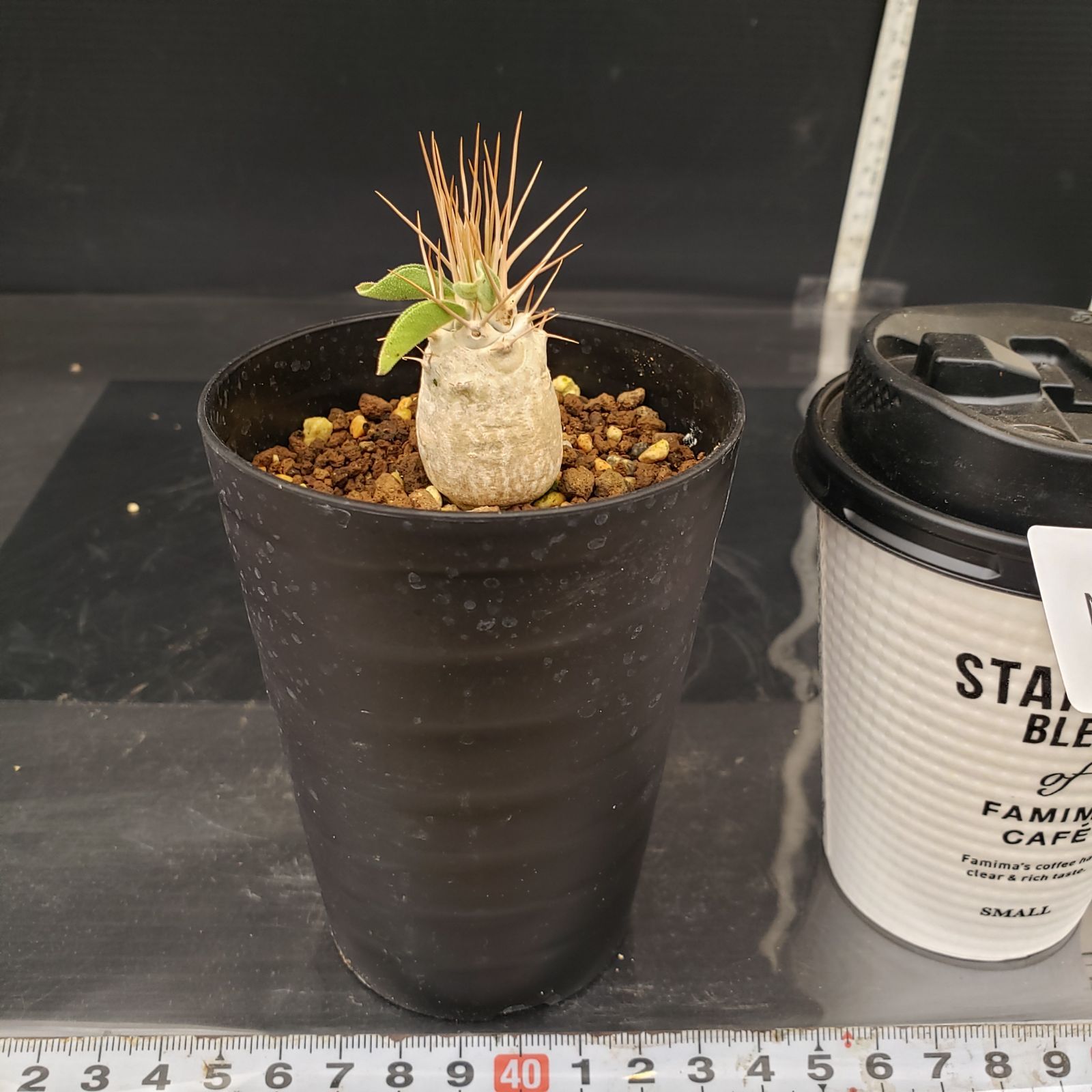 N273【自社養生株】パキポディウム ナマクアナム（実生・発根株