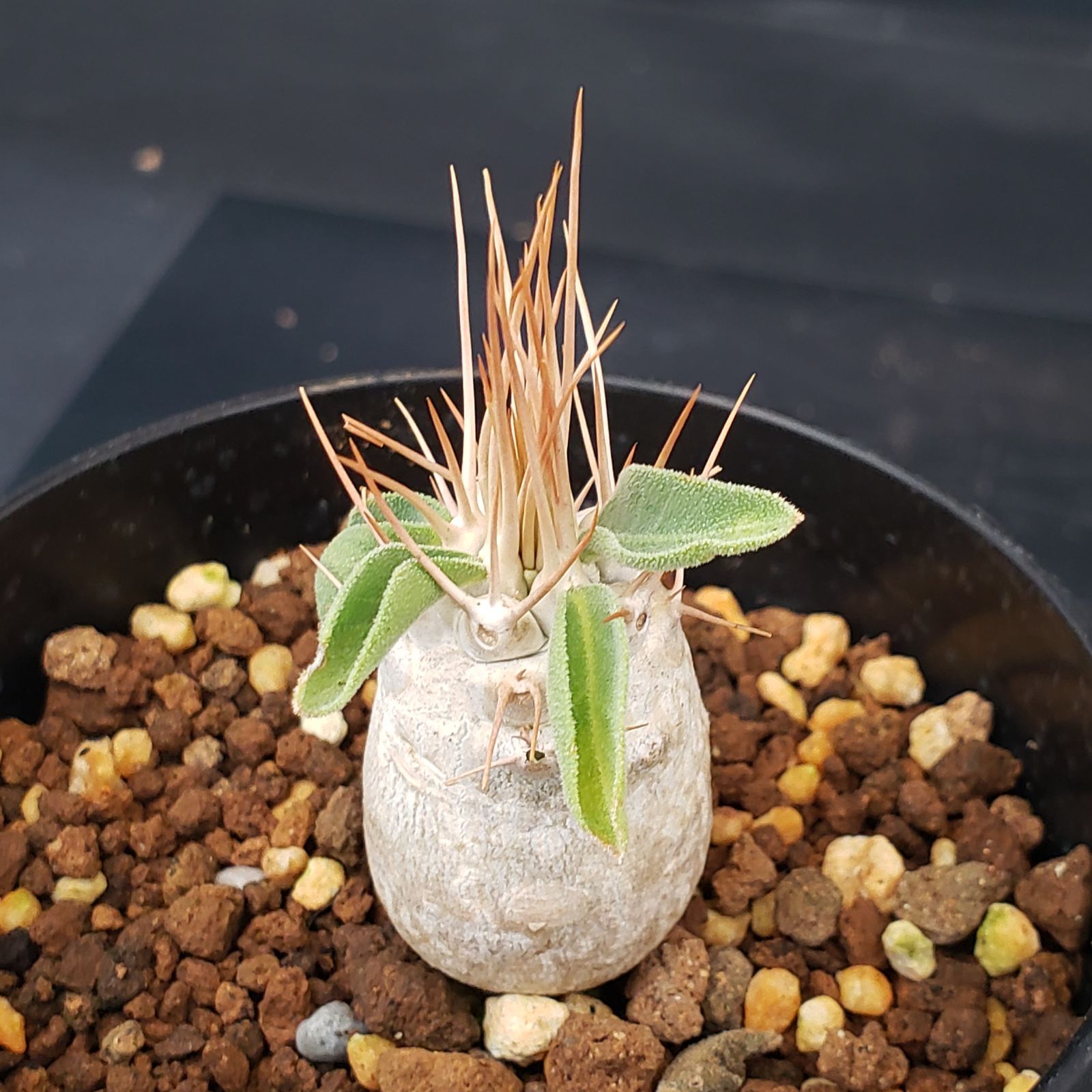 N273【自社養生株】パキポディウム ナマクアナム（実生・発根株