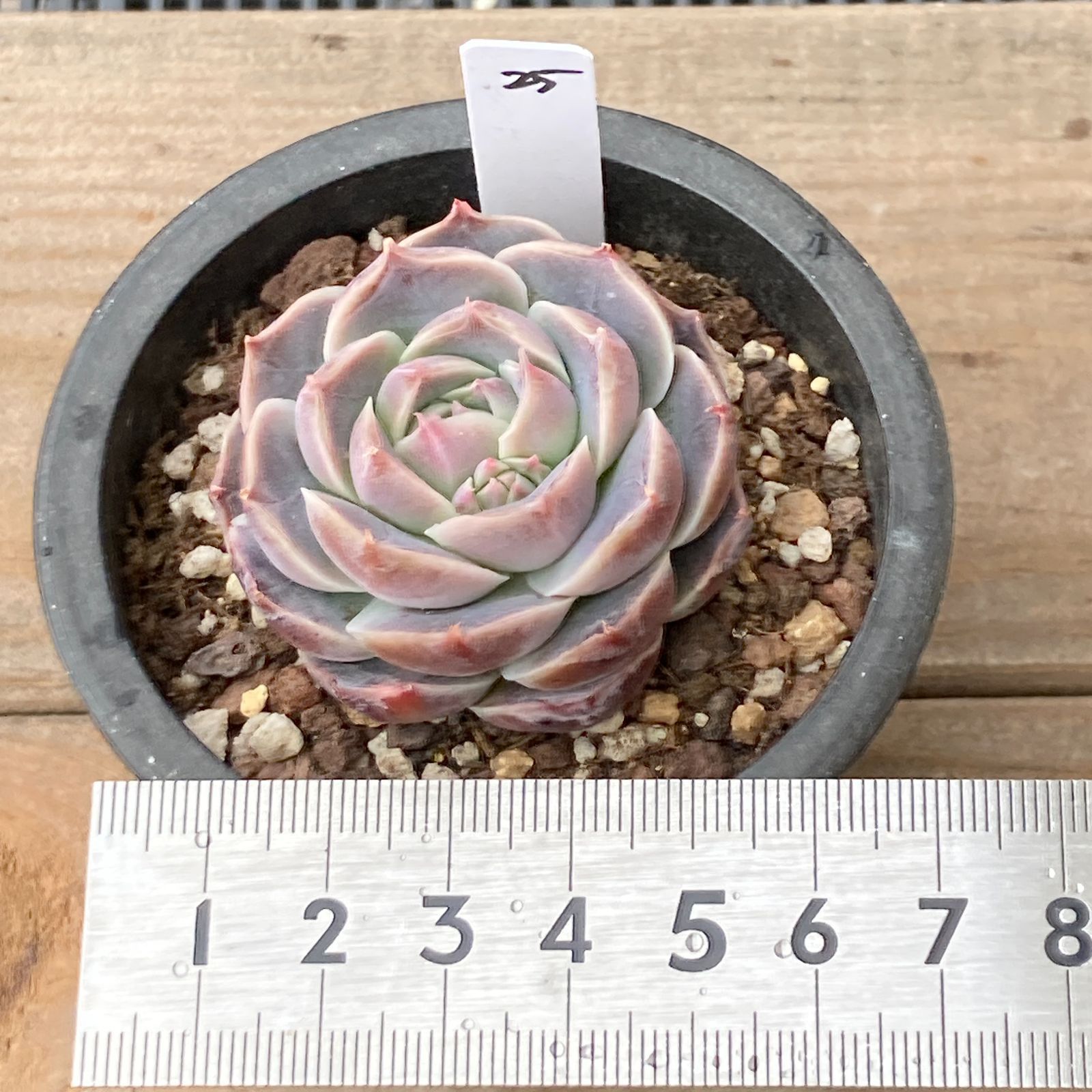 新入荷｜送料込】エケベリア 韓国苗 大黒天（Echeveria Daehakcheon