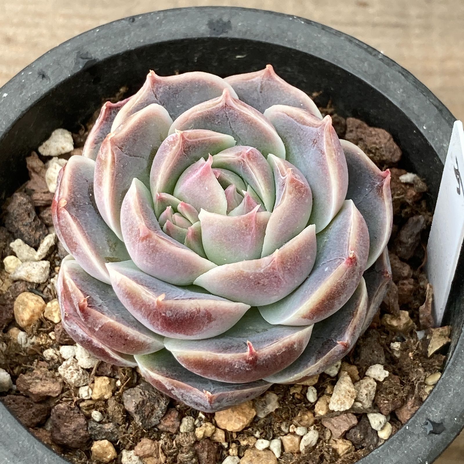 新入荷｜送料込】エケベリア 韓国苗 大黒天（Echeveria Daehakcheon