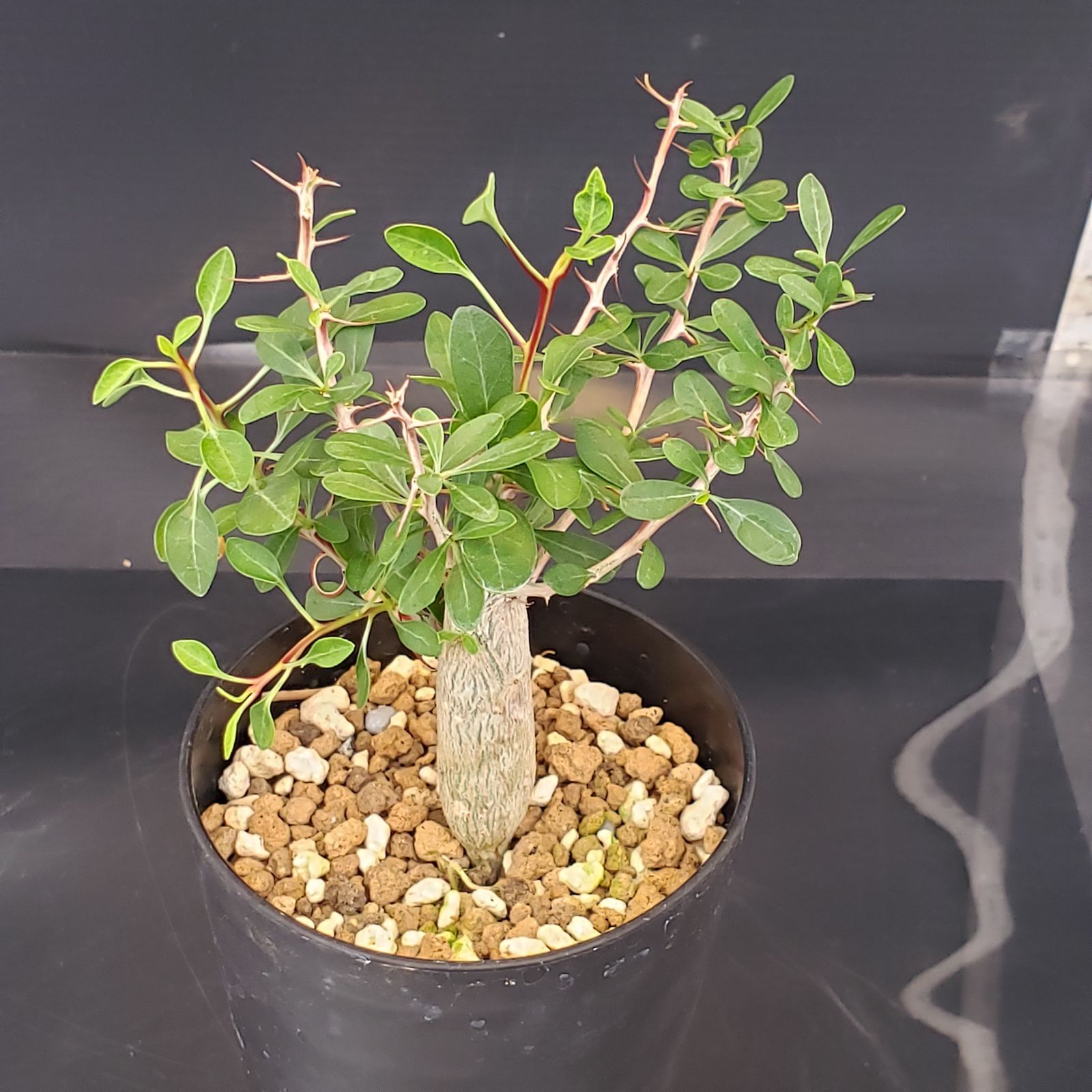 N279【自社養生株】フォークイエリア コルムナリス（実生・発根株