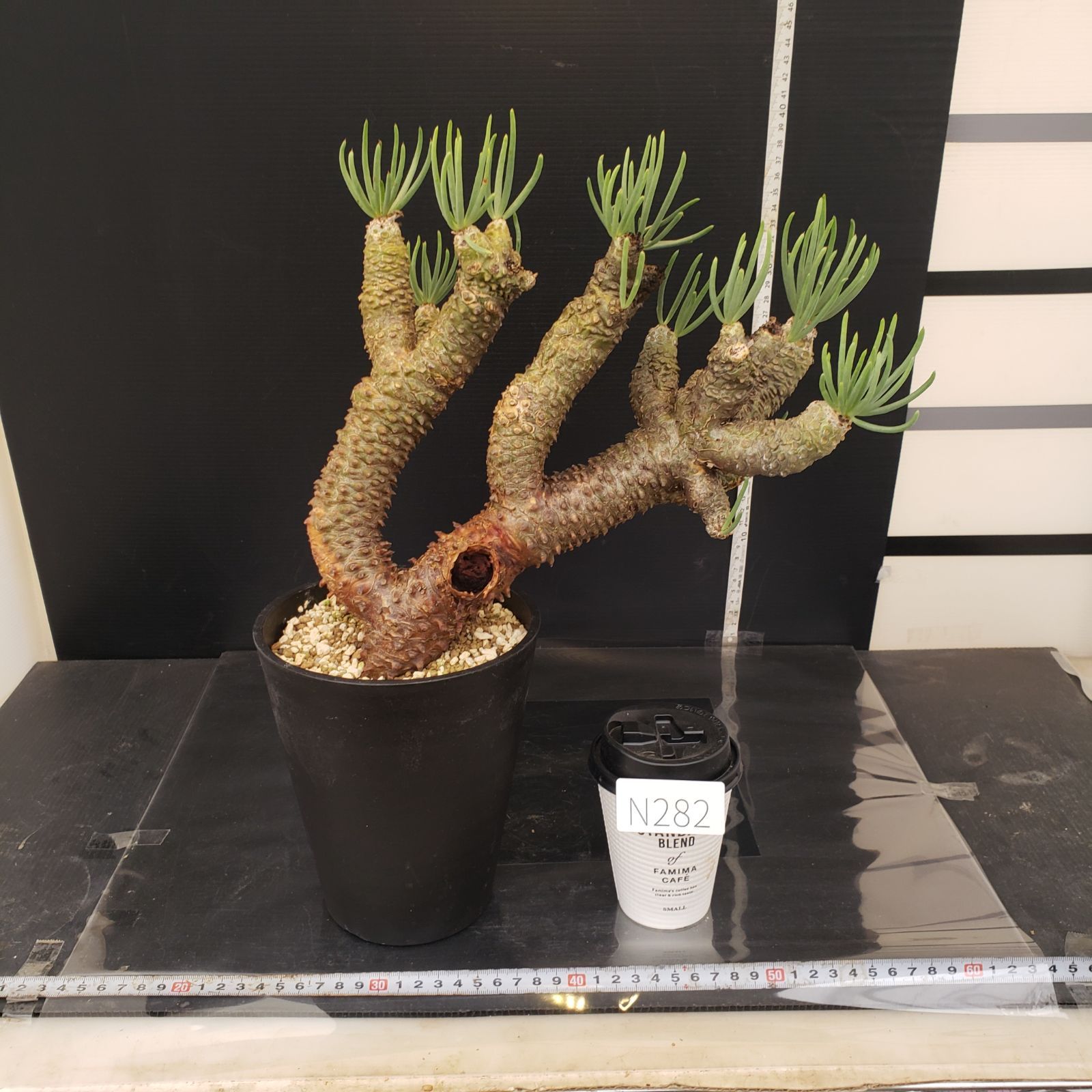 N282【自社養生株】チレコドン ワリチー（L）（現地球・発根株・鉢植え