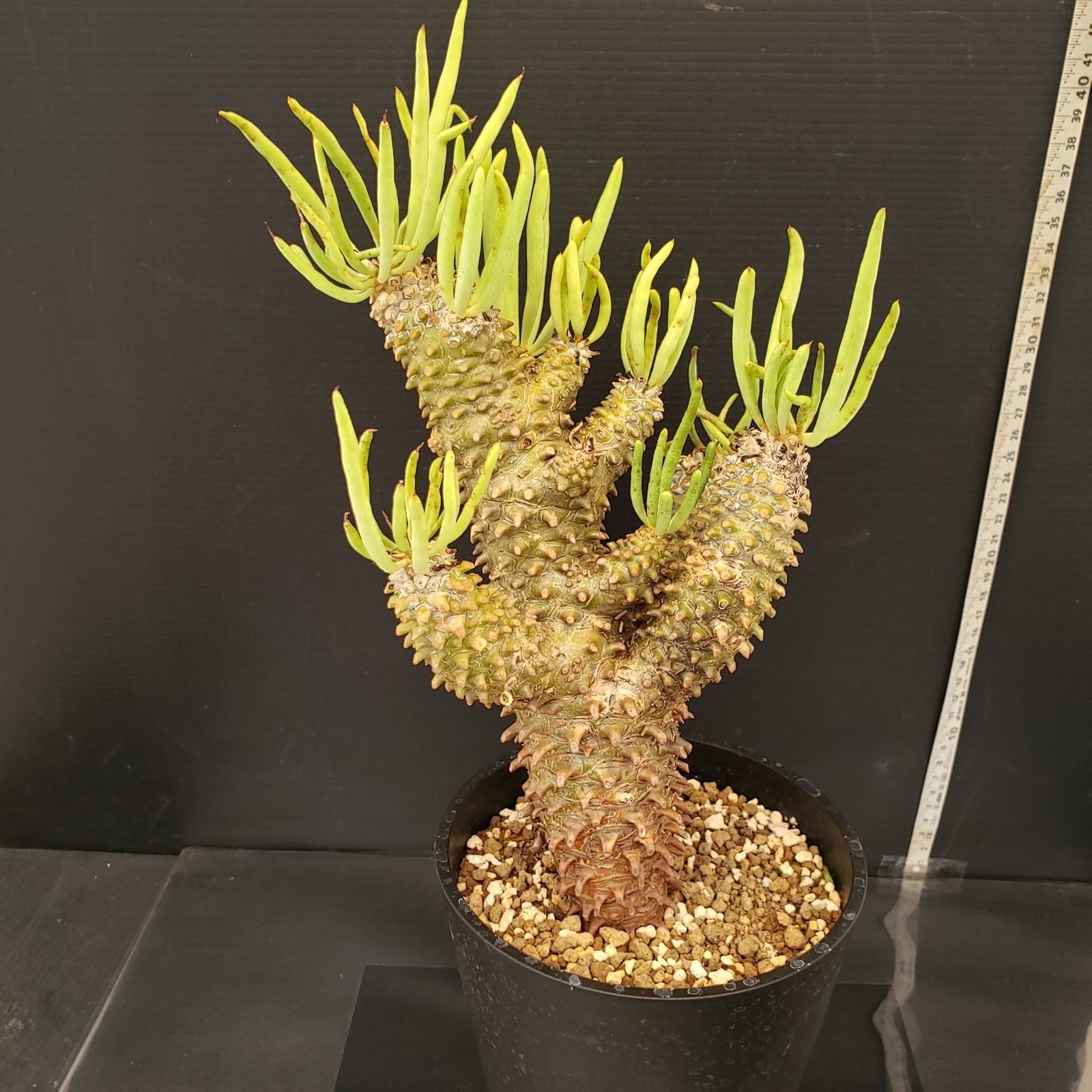 N284【自社養生株】チレコドン ワリチー（L）（現地球・発根株・鉢植え