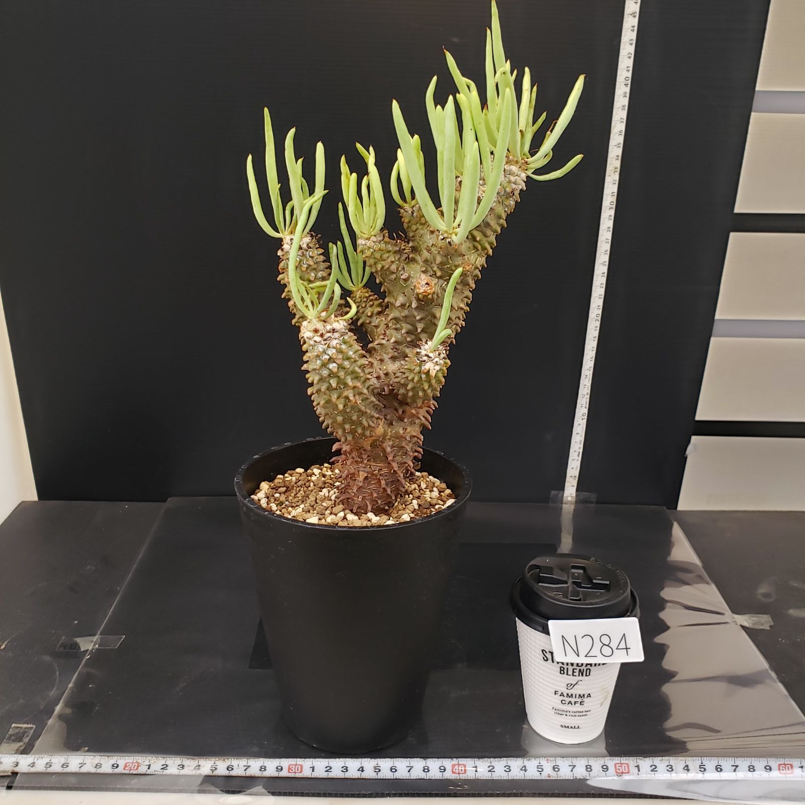 チレコドン・ワリチー　現地株　現地球　チレコドン　ワリチー N284【自社養生株】チレコドン ワリチー（L）（現地球・発根株・鉢植え