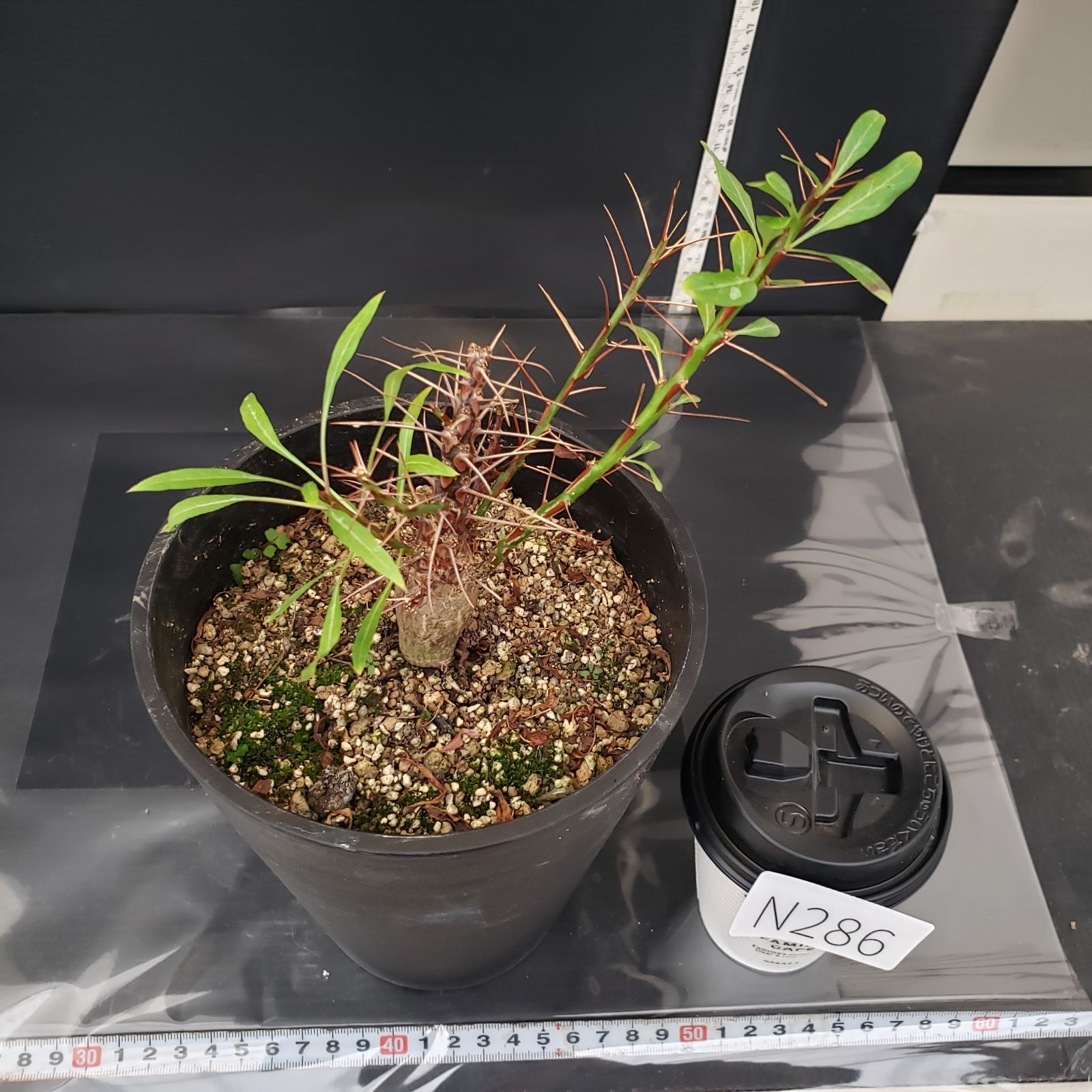 N286【自社養生株】フォークイエリア プルプシー（実生・発根株