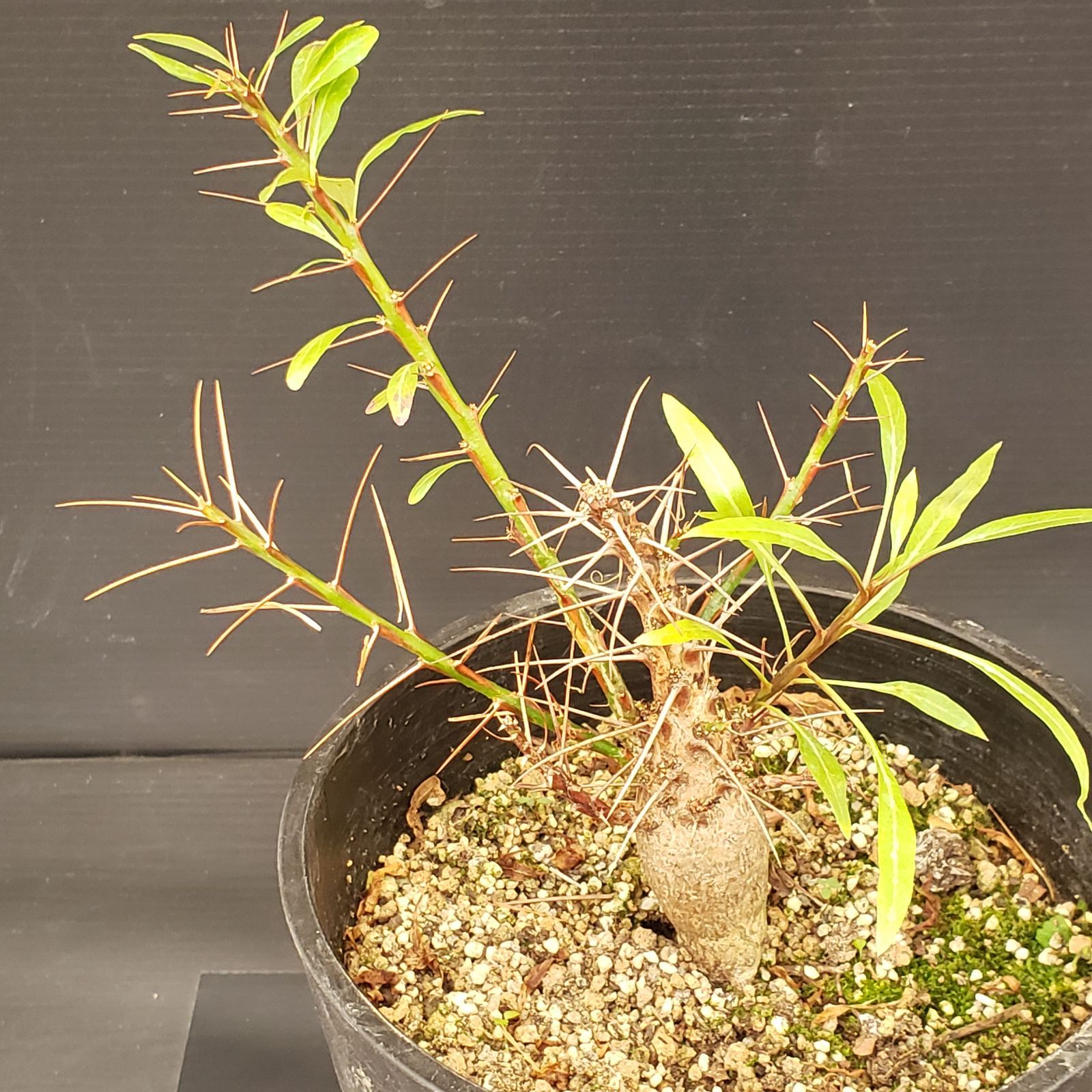 N286【自社養生株】フォークイエリア プルプシー（実生・発根株