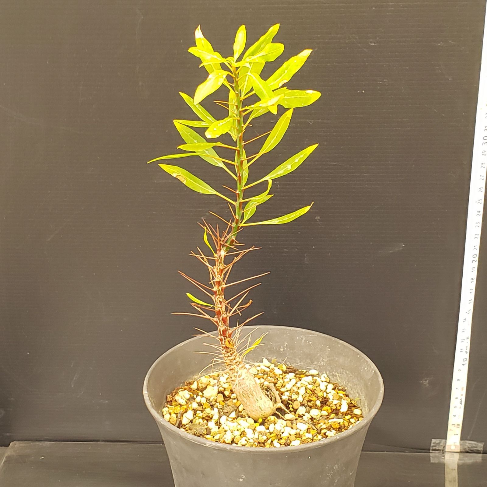 N288【自社養生株】フォークイエリア プルプシー（実生・発根株