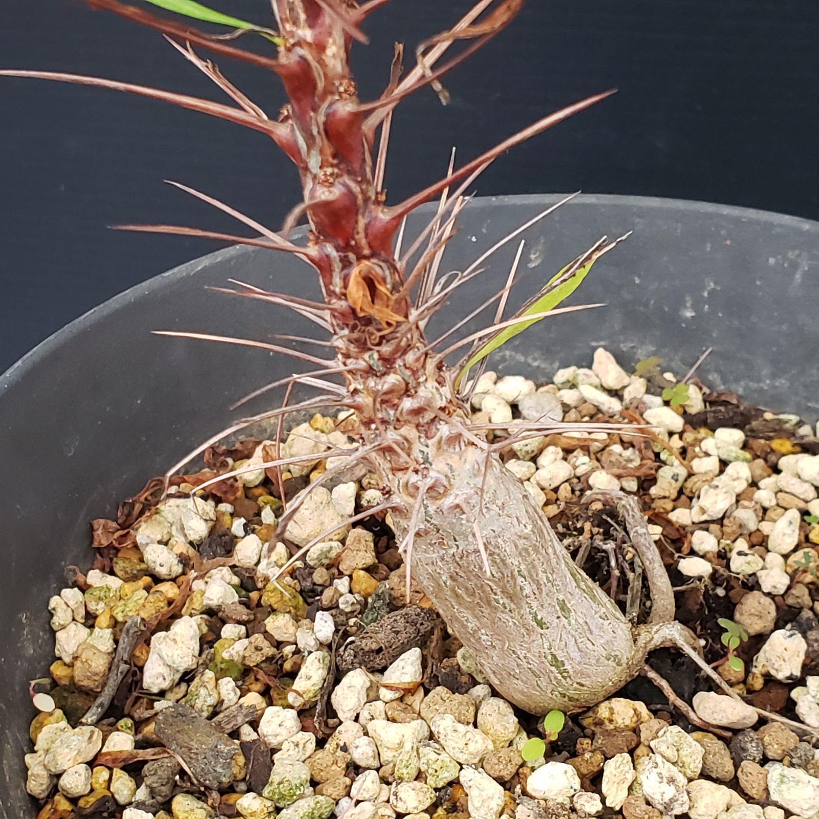 N288【自社養生株】フォークイエリア プルプシー（実生・発根株