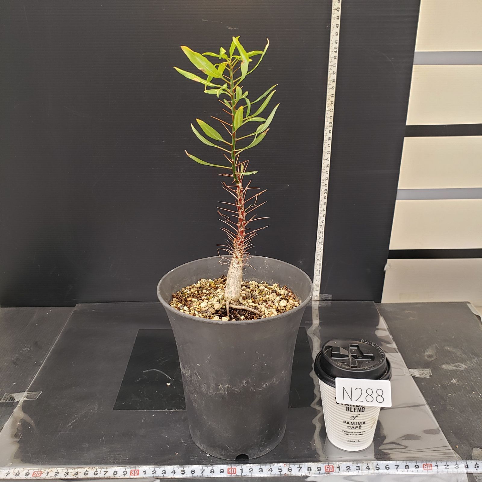 N288【自社養生株】フォークイエリア プルプシー（実生・発根株