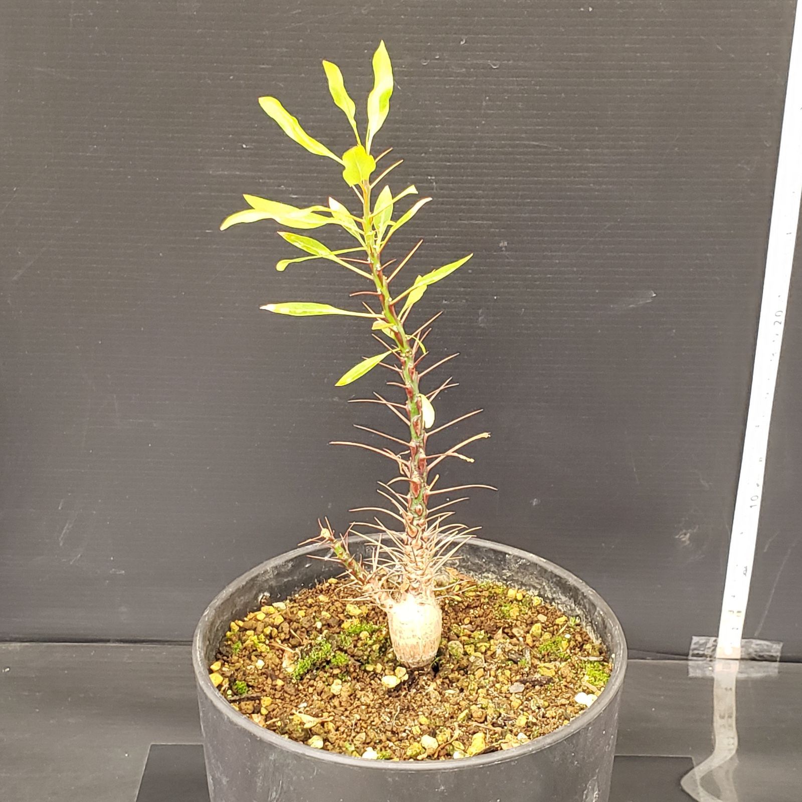 N289【自社養生株】フォークイエリア プルプシー（実生・発根株