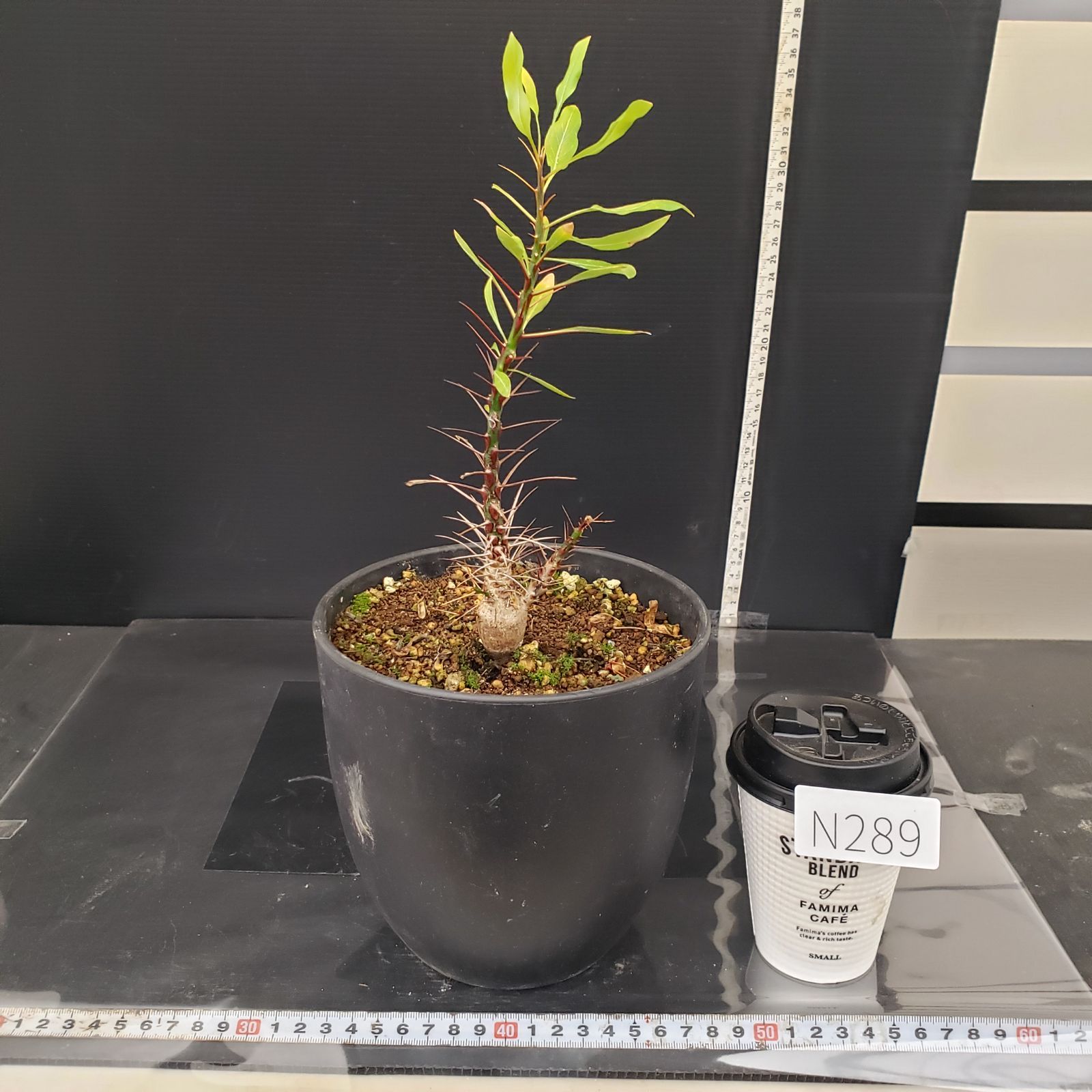 N289【自社養生株】フォークイエリア プルプシー（実生・発根株