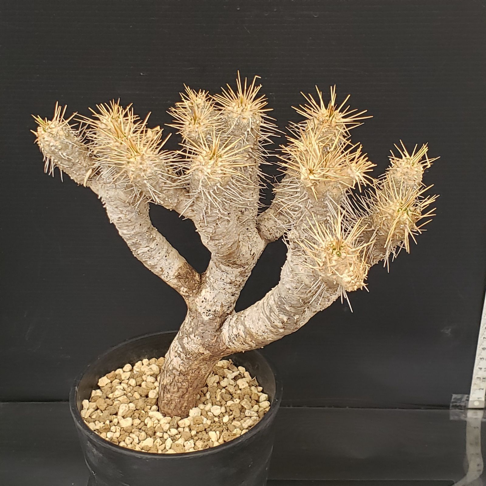 N296【自社養生株】ユーフォルビア ギラウミニアナ（現地球・発根株