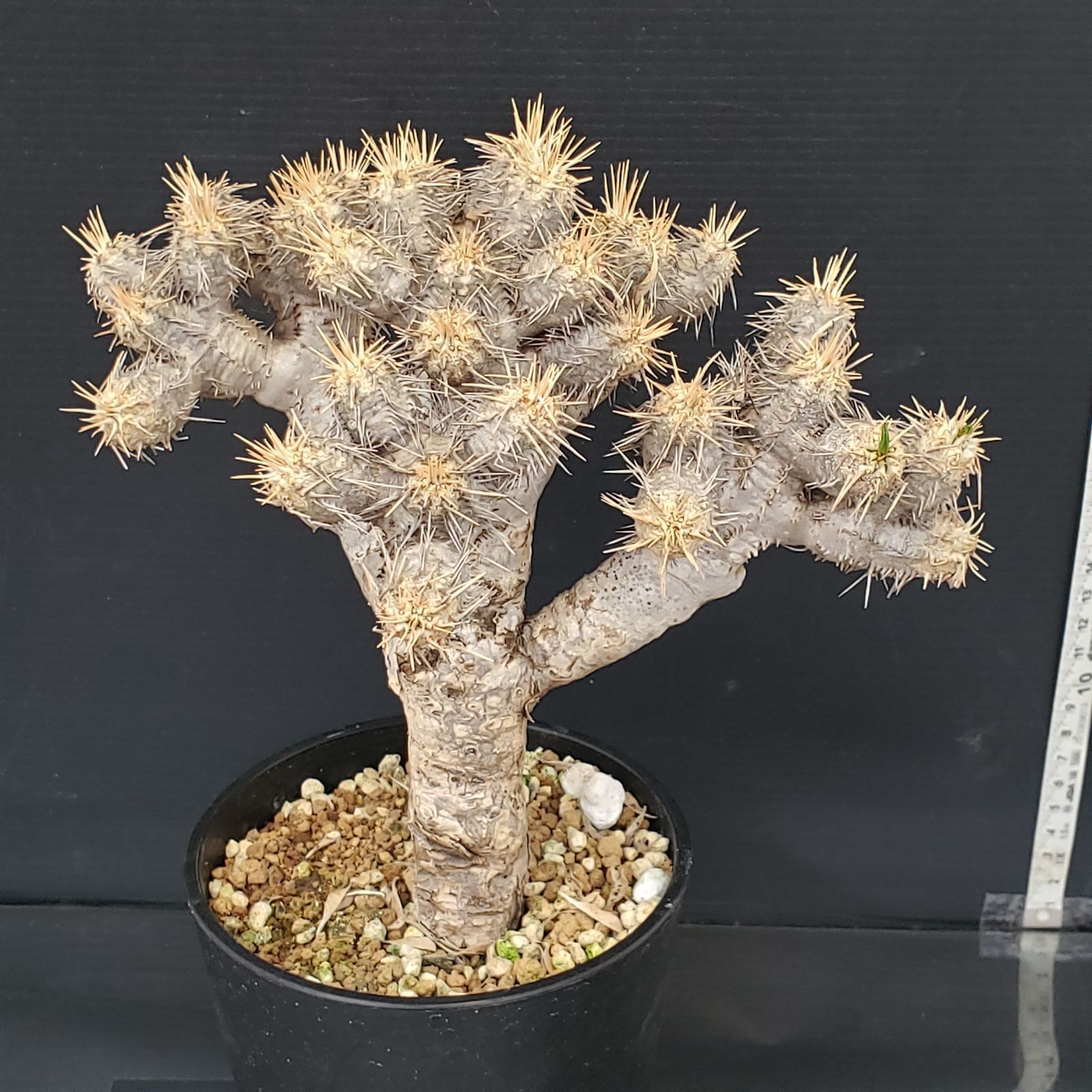 N297【自社養生株】ユーフォルビア ギラウミニアナ（現地球・発根株