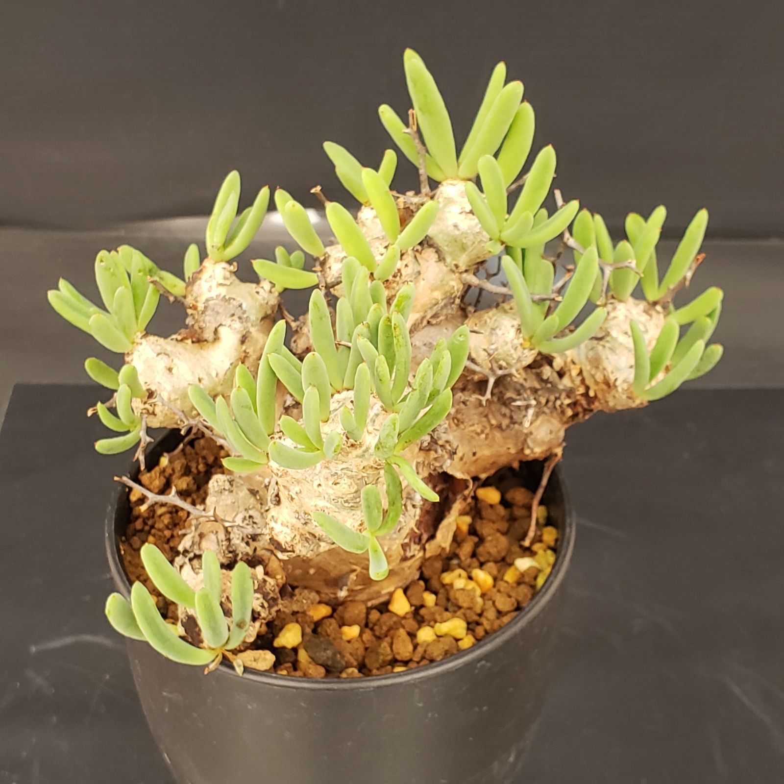 N298【自社養生株】チレコドン レティキュラータス 万物想（現地球・発