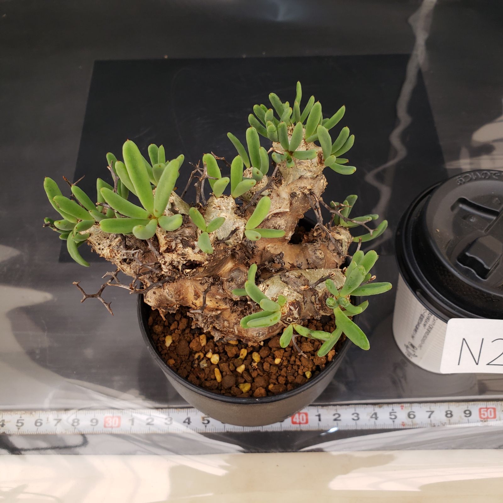 大株❗️ 塊根植物　チレコドン　レキュラータス　万物想　現地球 N298【自社養生株】チレコドン レティキュラータス 万物想（現地球・発