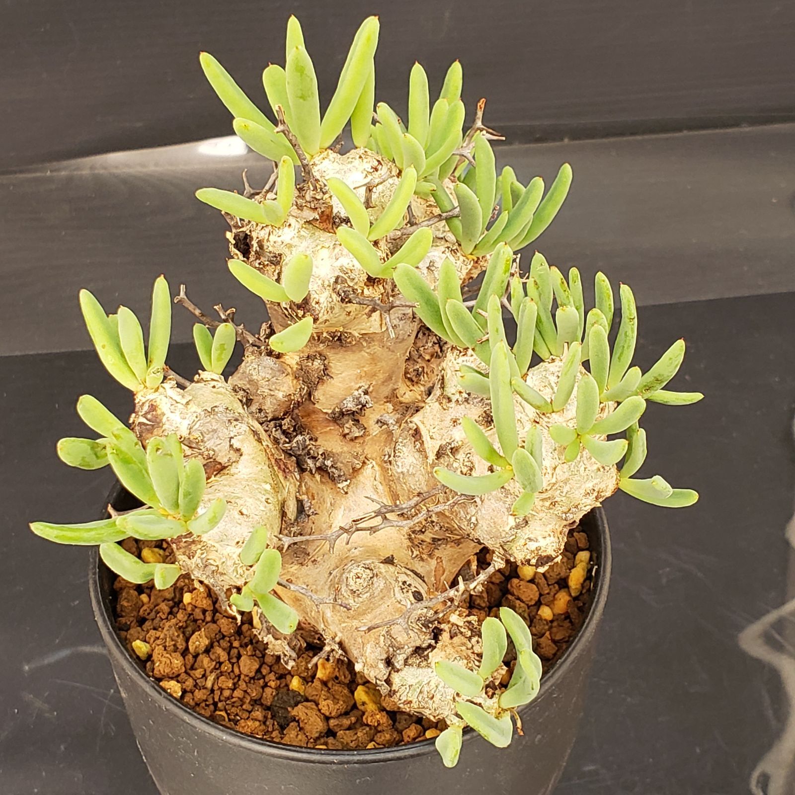 N298【自社養生株】チレコドン レティキュラータス 万物想（現地球・発