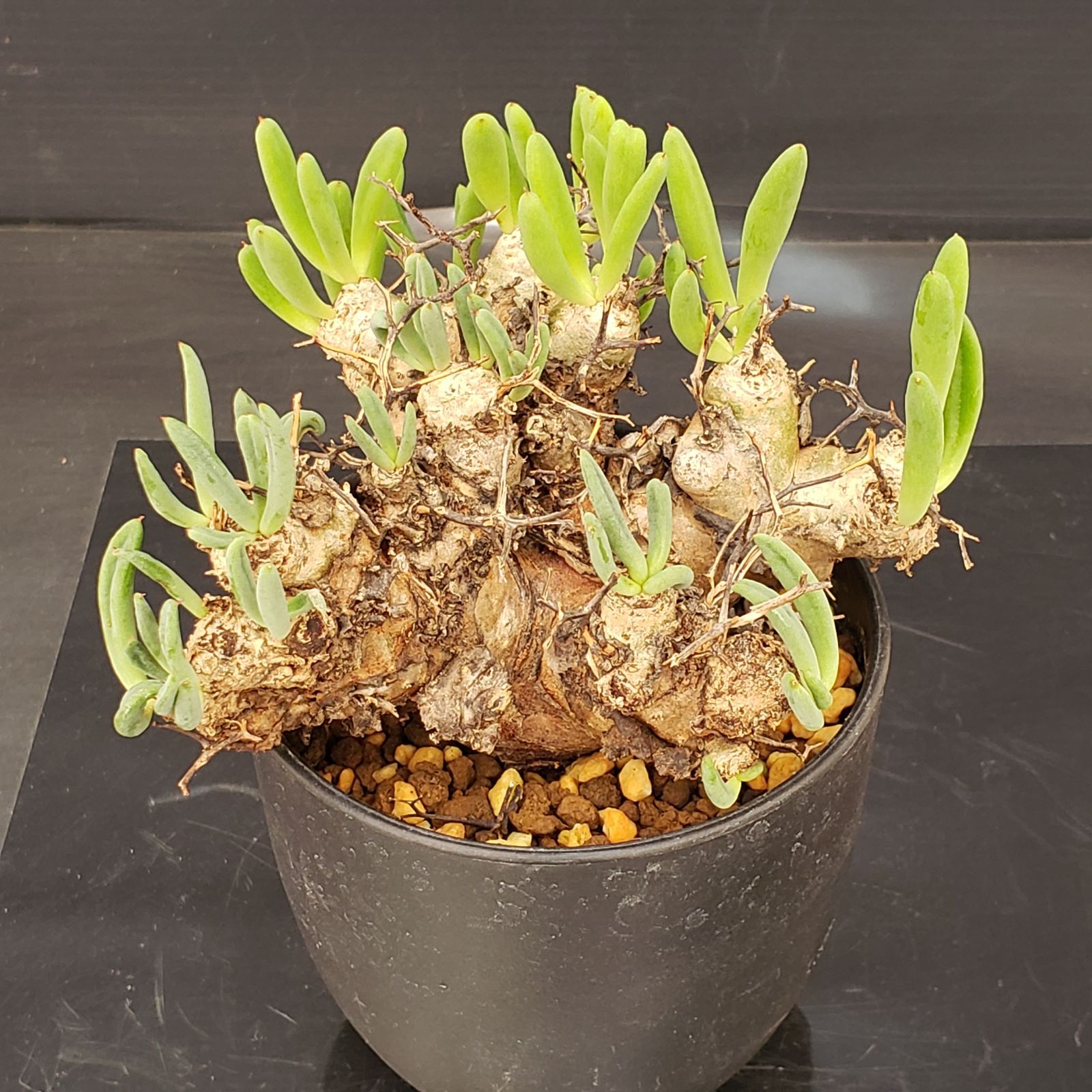 N299【自社養生株】チレコドン レティキュラータス 万物想（現地球・発